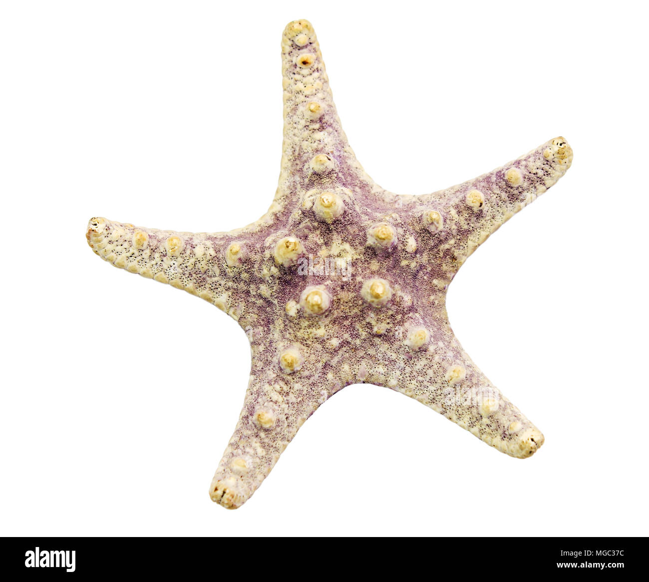 Bel colore starfish isolati su sfondo bianco Foto Stock