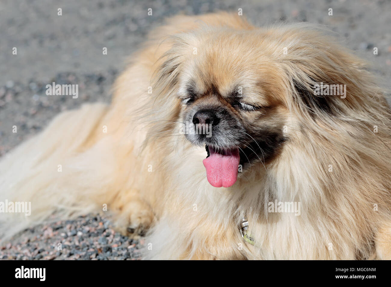 Tibetan spaniel è sudato e sete Foto Stock
