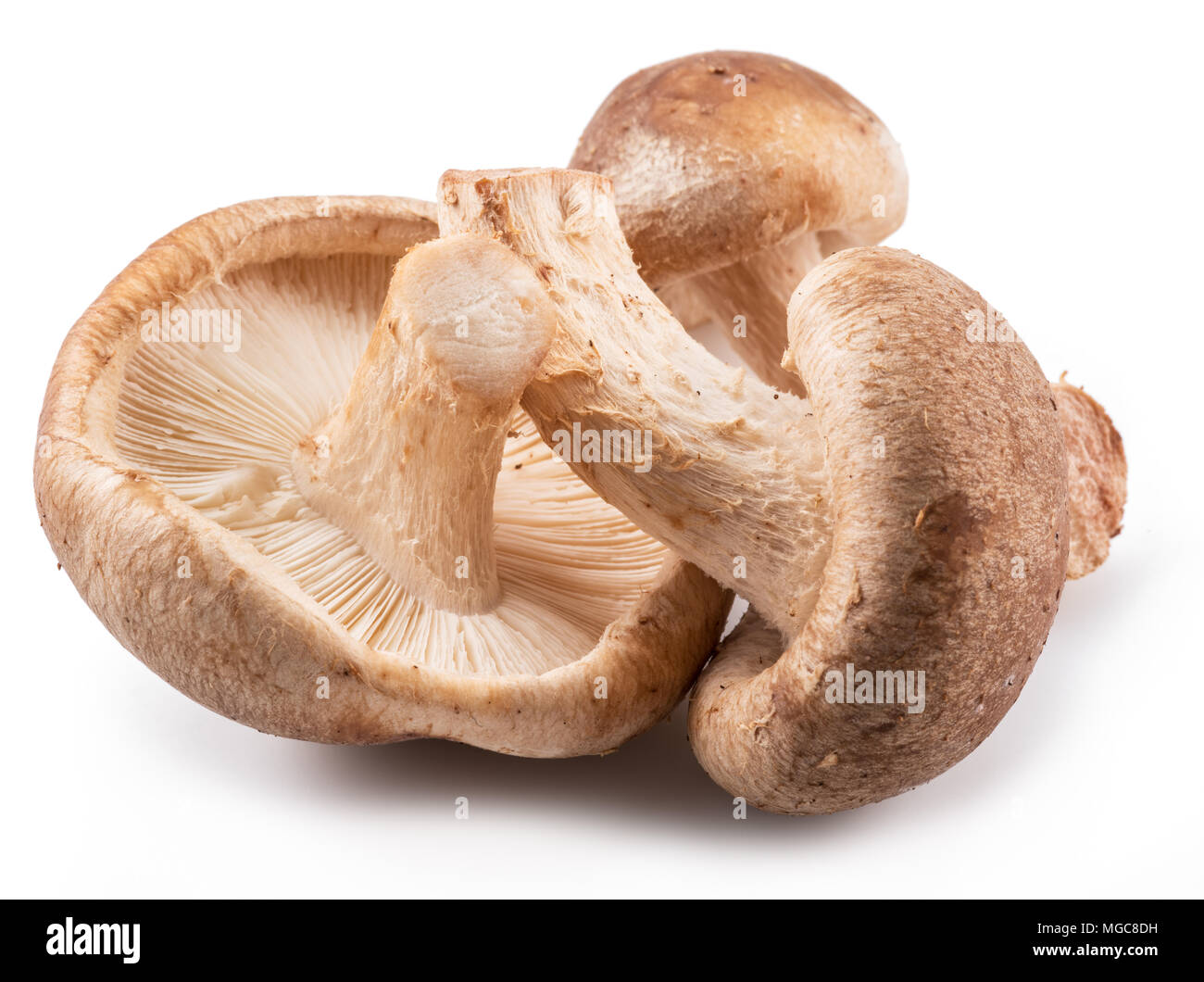 Funghi Shiitake sullo sfondo bianco. Foto Stock