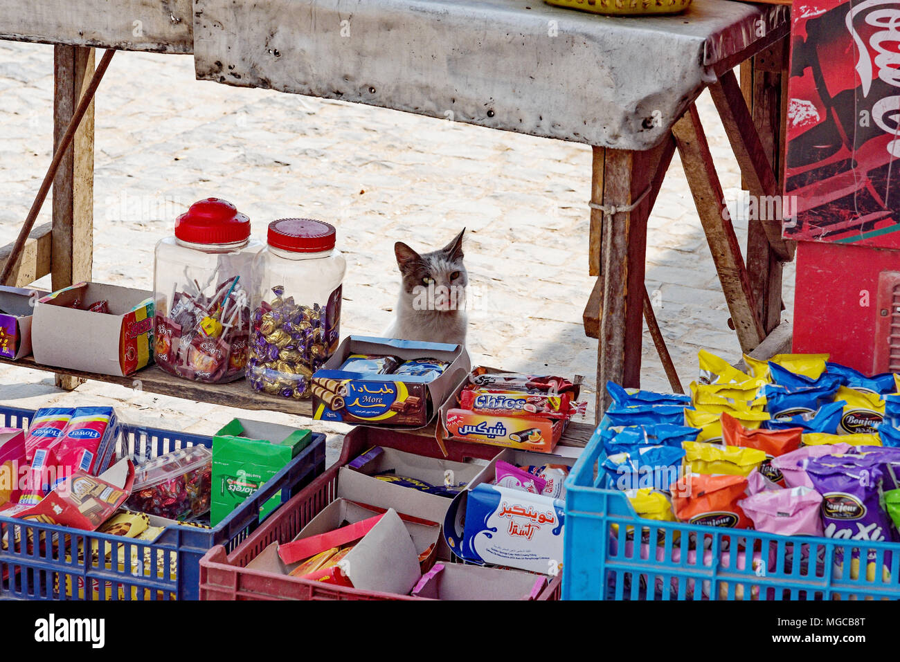 Gatto cercando una mano-al di fuori della moschea di Muhammad Ali - Moschea di alabastro - nella Cittadella, il Cairo, Egitto. Foto Stock