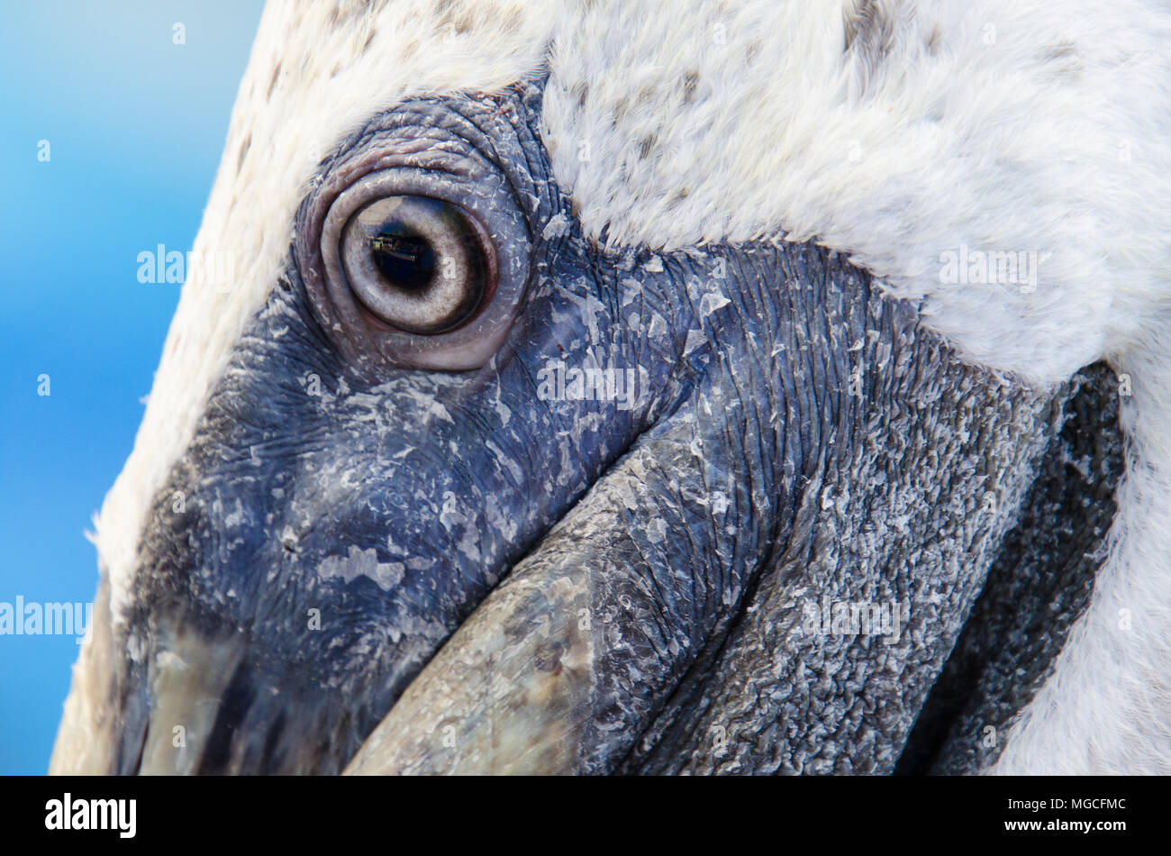 Pelican ritratto, testa closeup. Close up vista laterale del pellicano testa focus sull'occhio. Foto Stock