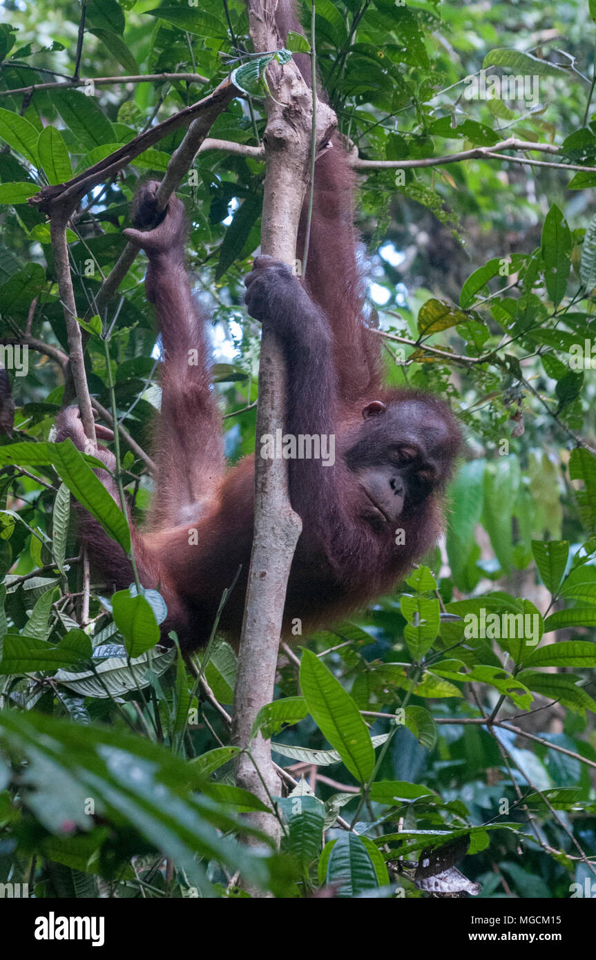 L'ora dei pasti al Centro di riabilitazione di Sepilok Orangutan, Sepilok, Sabah Malaysian Borneo Foto Stock