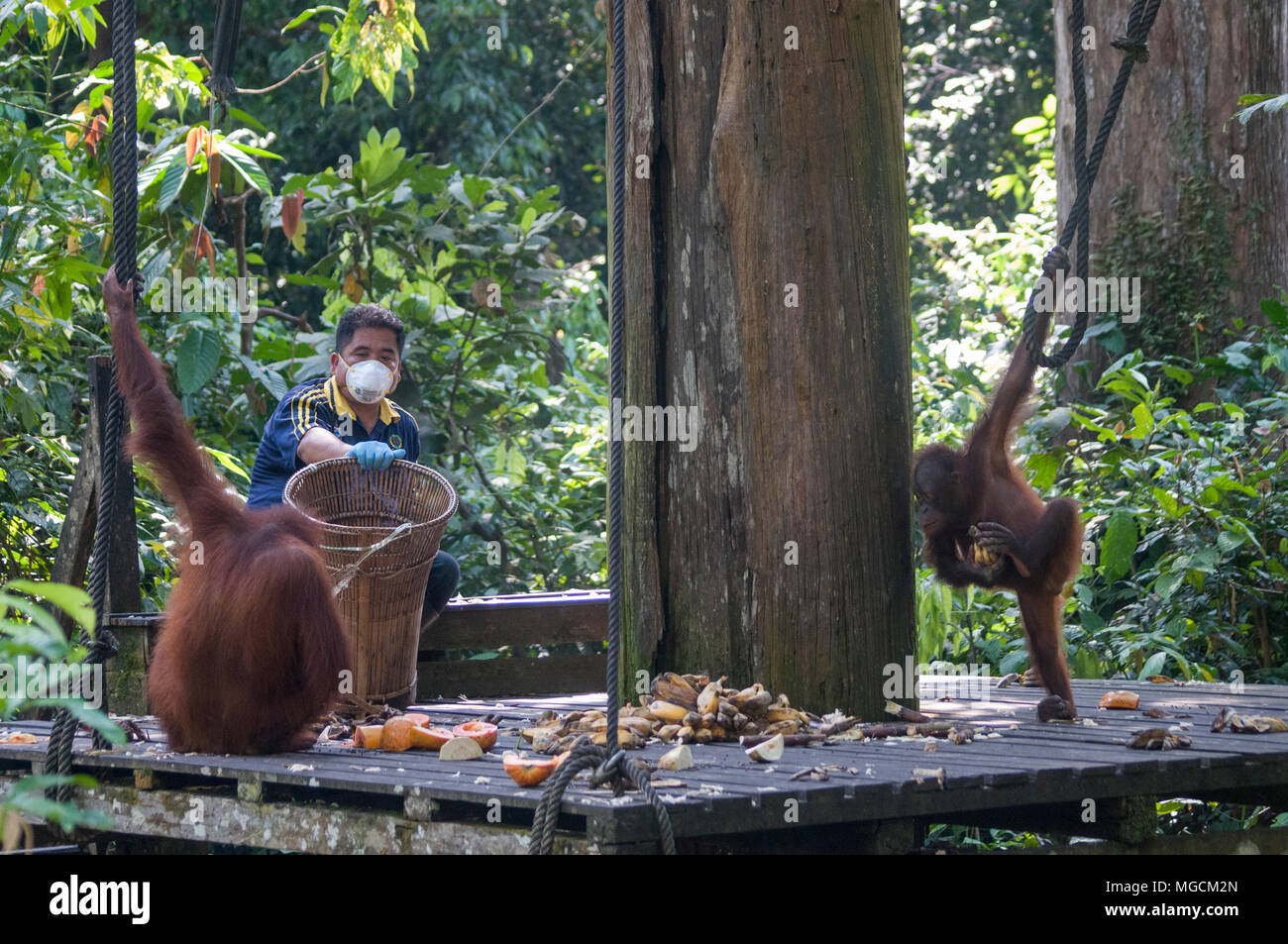 L'ora dei pasti al Centro di riabilitazione di Sepilok Orangutan, Sepilok, Sabah Malaysian Borneo Foto Stock