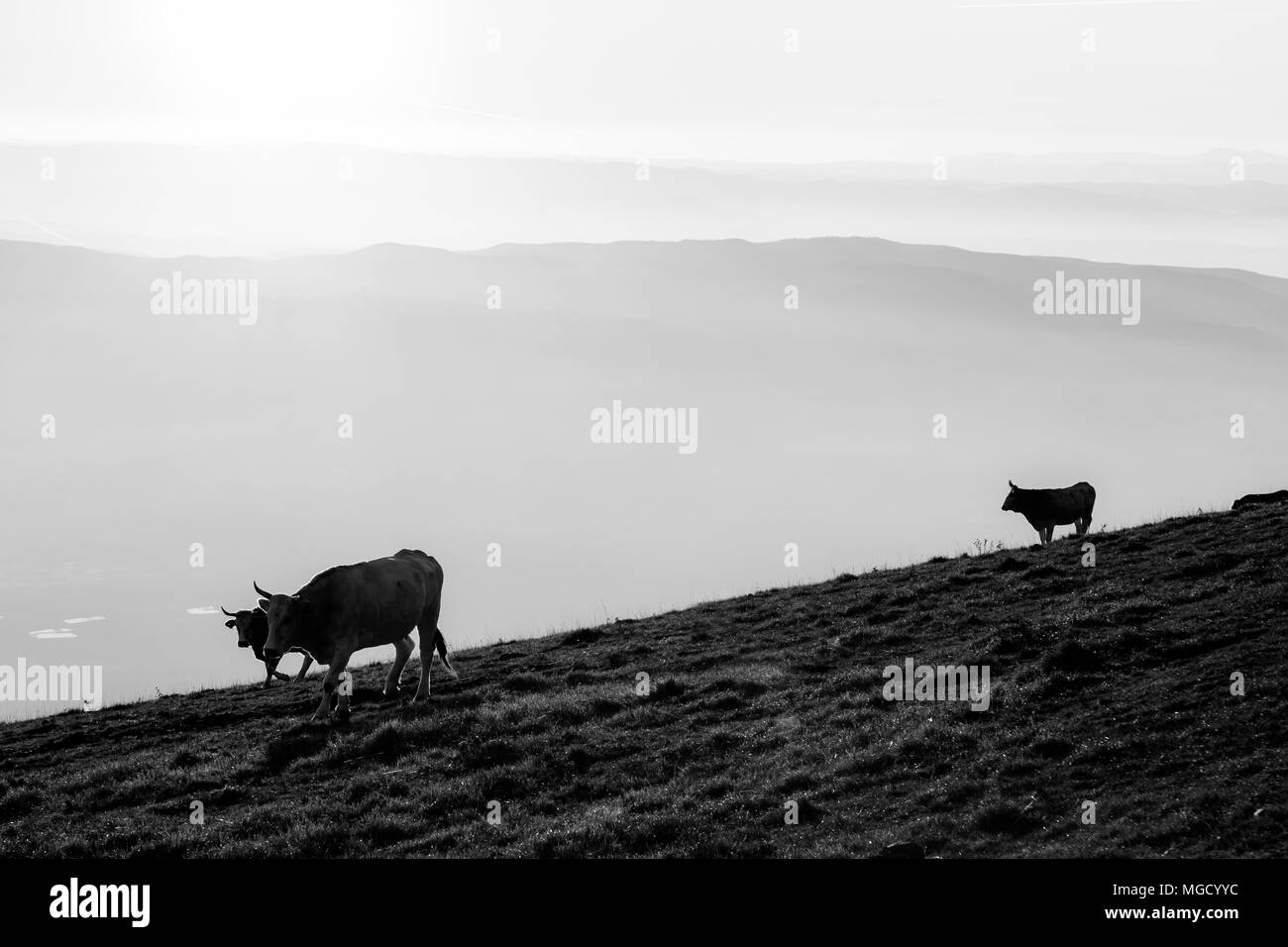 Le vacche che pascolano sulla cima di una montagna al tramonto, con la nebbia che copre la valle sottostante Foto Stock