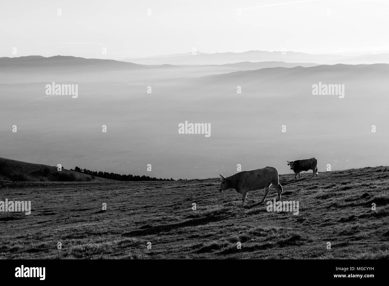 Le vacche che pascolano sulla cima di una montagna al tramonto, con la nebbia che copre la valle sottostante Foto Stock