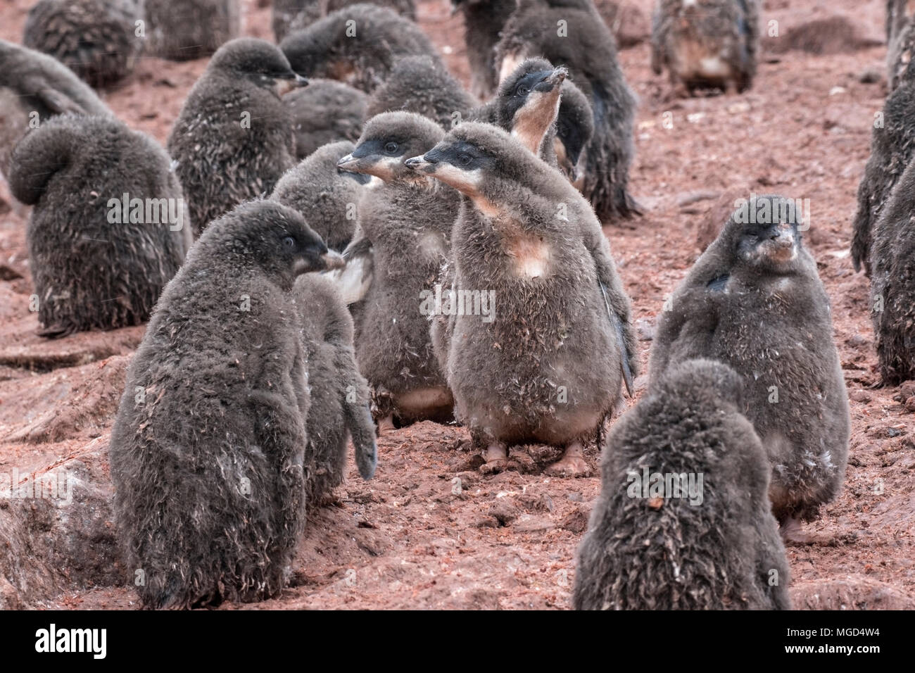 Adelie penguin Pygoscelis adeliae asilo nido di pulcini di allevamento  rookery o colonia Paulet, isola, mare di Weddell, Antartide Foto stock -  Alamy