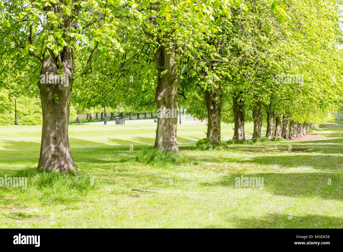 Belfast/N. Irlanda - 31 Maggio 2015: alberi la linea il Principe di Galles viale che conduce fino a gli edifici del Parlamento europeo anche noto come Stormont. Foto Stock