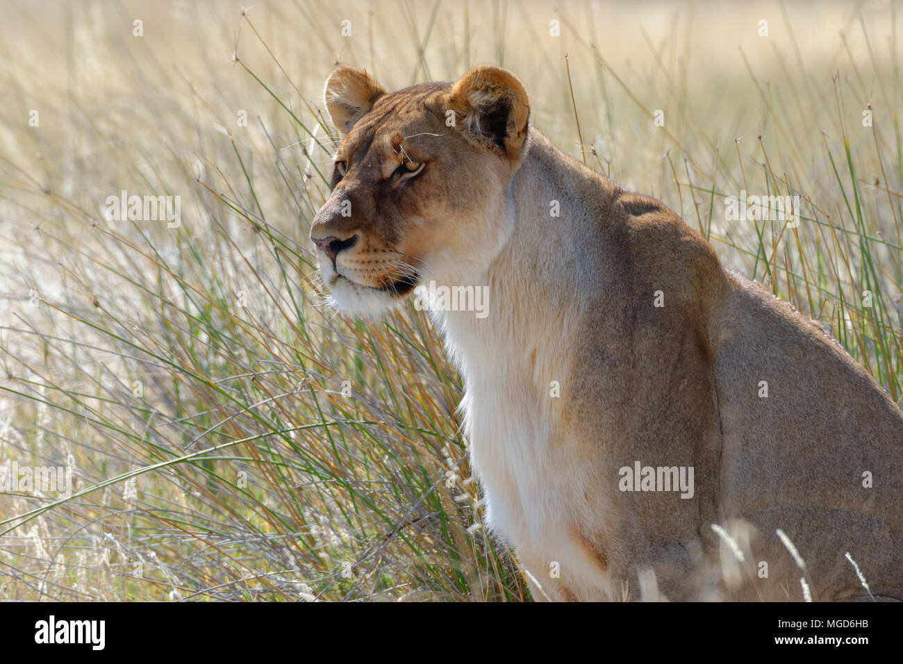 Leonessa (Panthera leo) seduto in erba alta, avviso, il Parco Nazionale di Etosha, Namibia, Africa Foto Stock