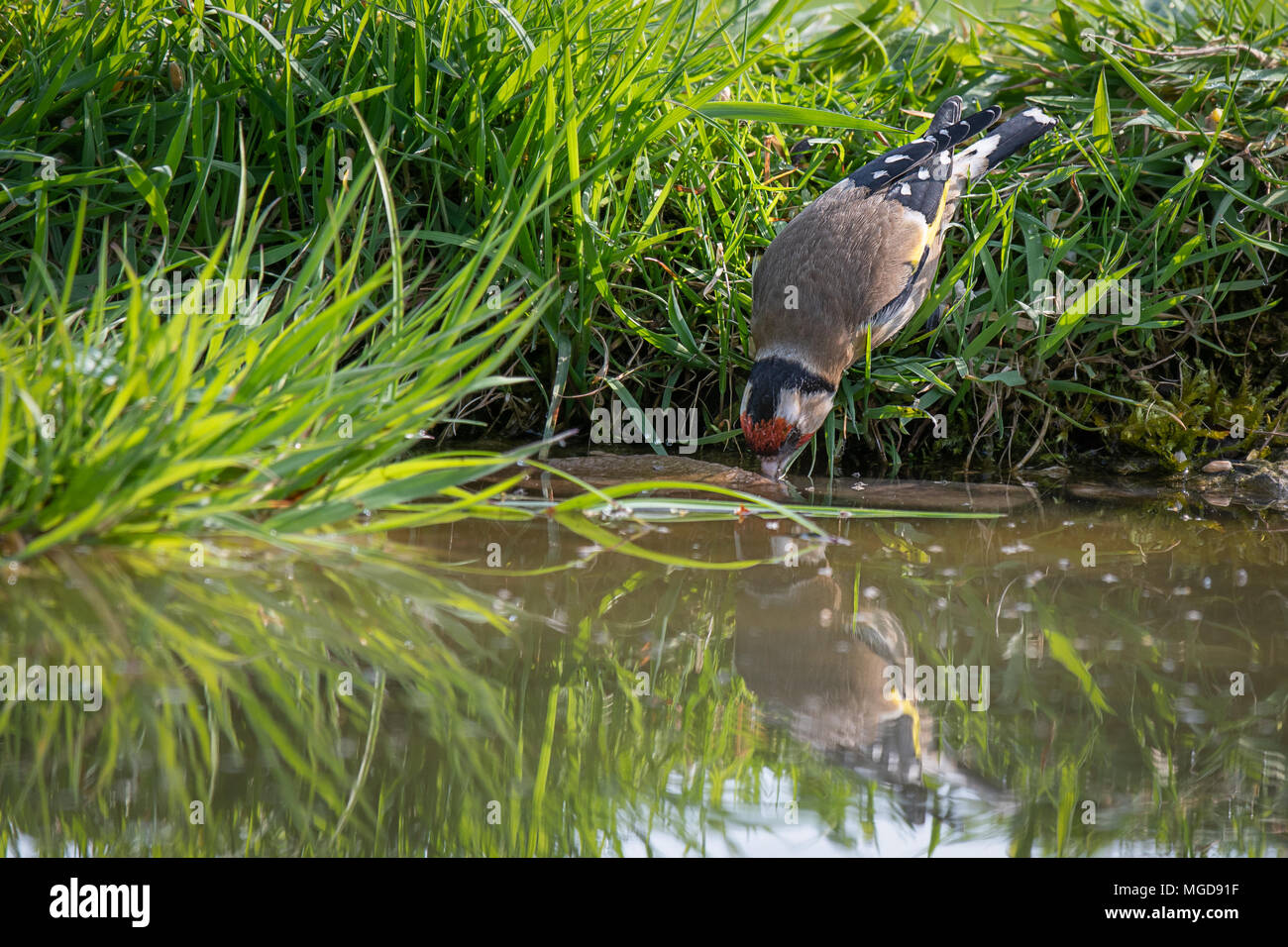 Un vicino la fotografia di un cardellino raggiungendo verso il basso e tenendo un bicchiere d acqua da una piscina laghetto con un lieve riflesso nell'acqua Foto Stock