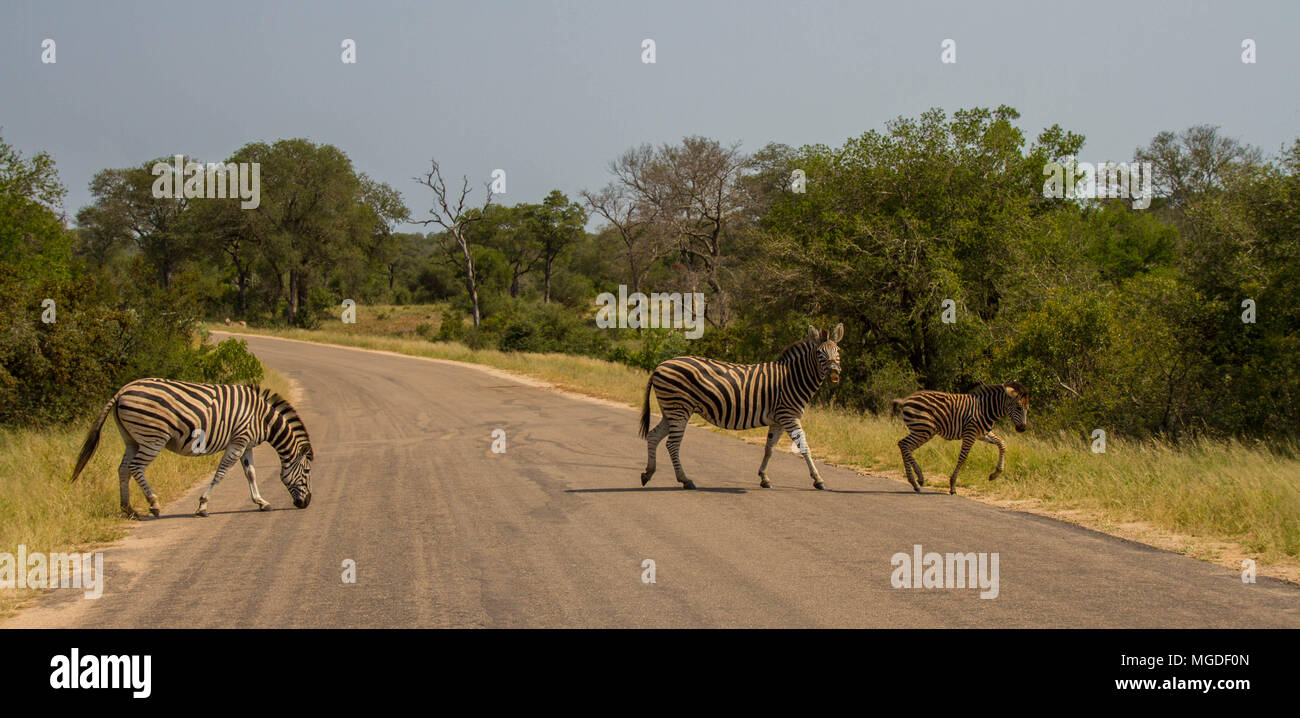 La Burchell zebra famiglia passeggiate attraverso un'immagine stradale con spazio di copia in formato orizzontale Foto Stock