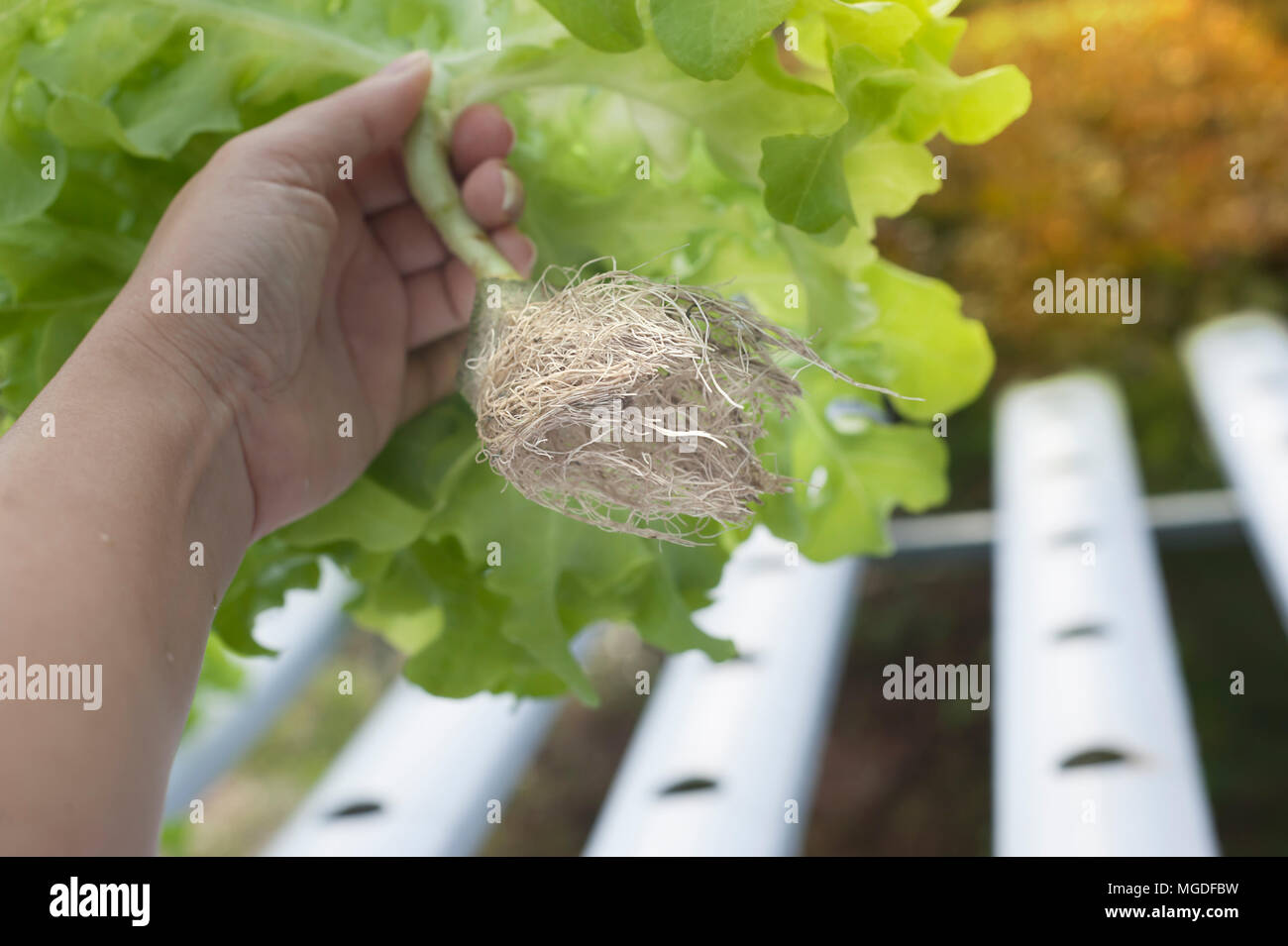 Lunghe radici di piante di hydroponics. Aeroponics insalata. Foto Stock