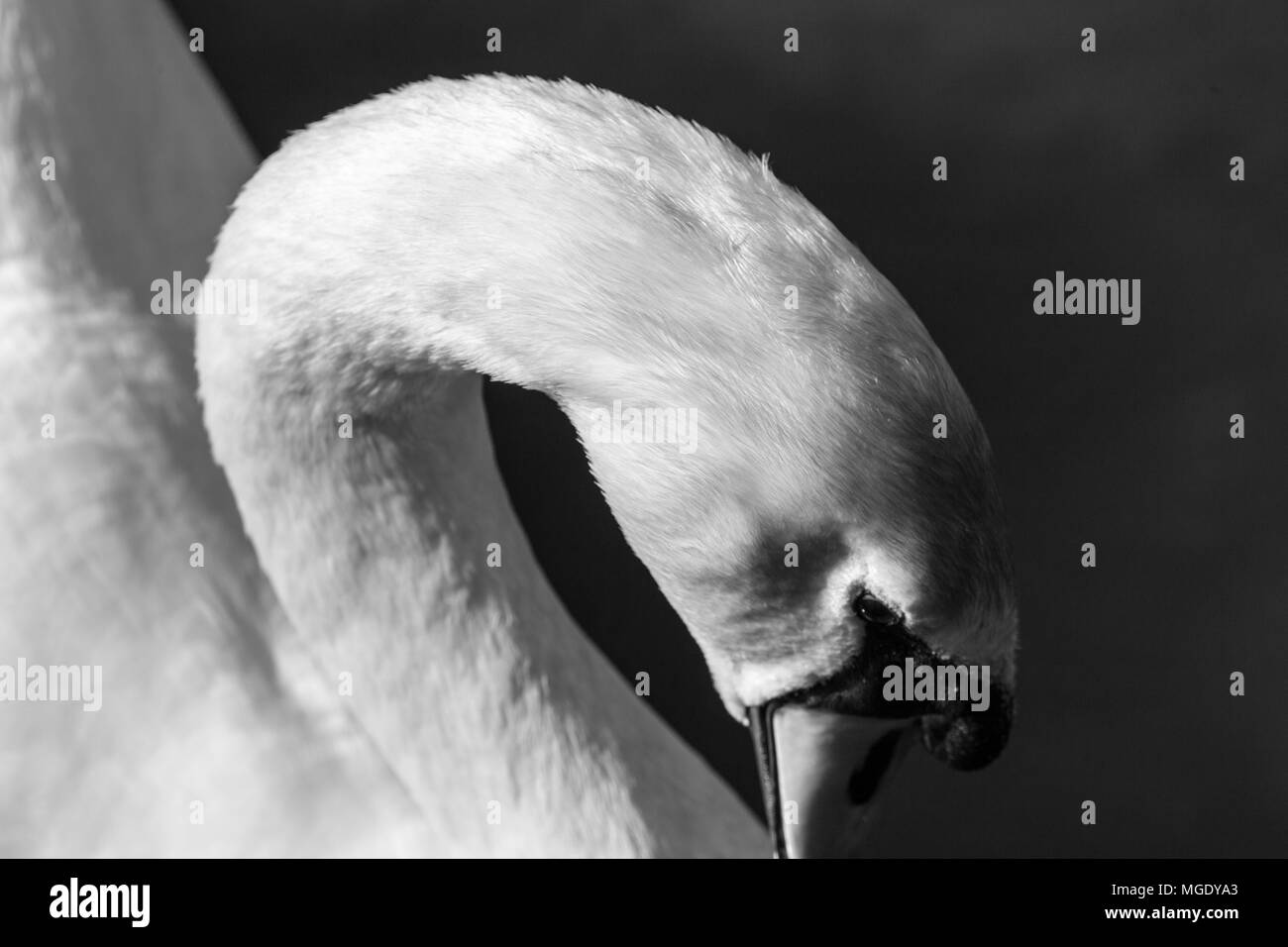 Ritratti di cigno - grazia, poise ed eleganza. Uccelli e animali selvatici Foto Stock