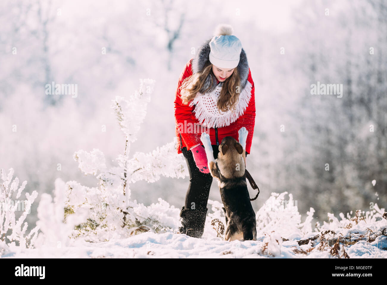 Giovane bella bella ragazza caucasica Donna vestita in rosso giacca e cappello bianco a giocare con cucciolo di razza cane in boschi innevati in inverno al giorno. Foto Stock