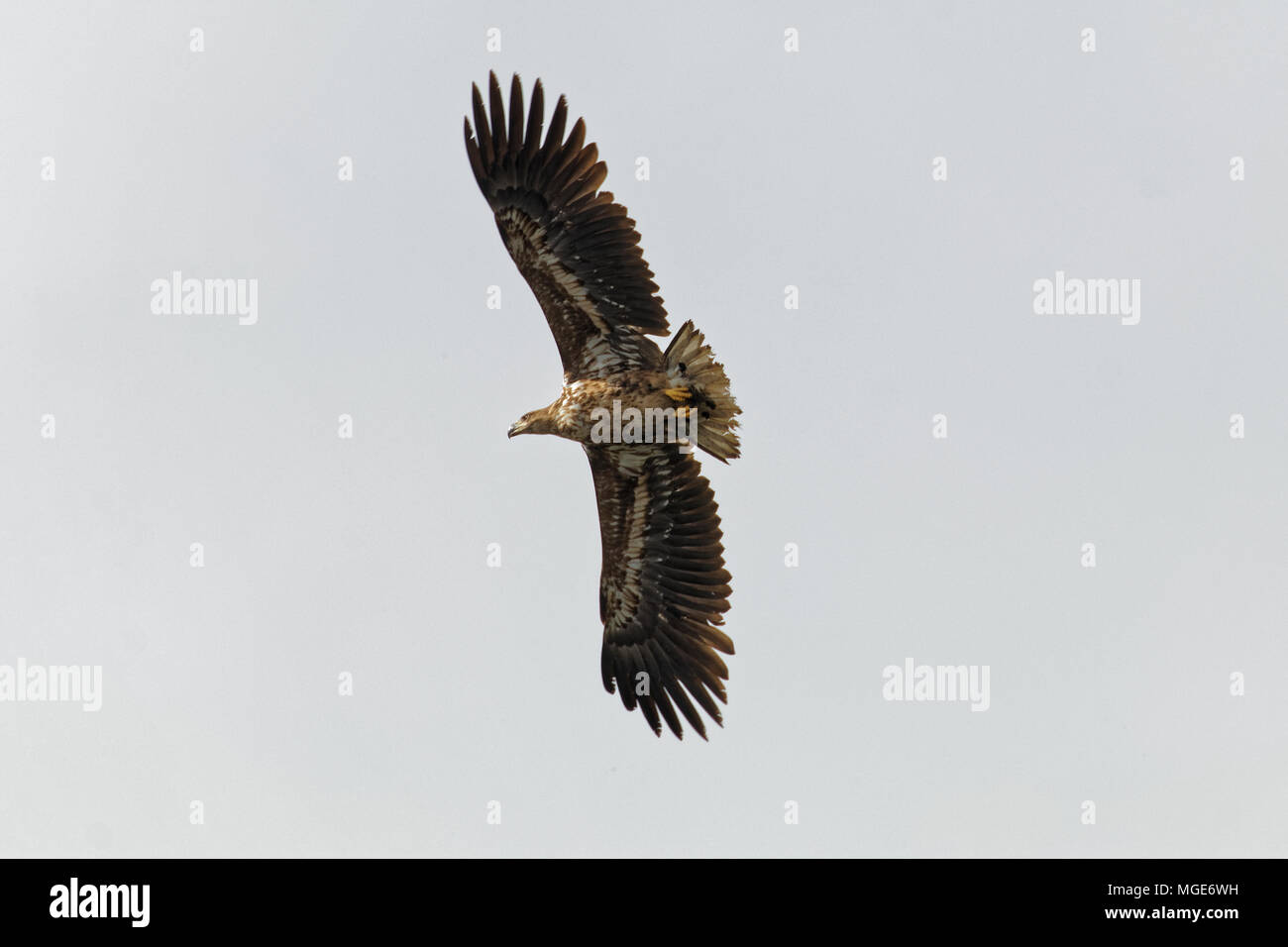 White-tailed eagle a Kopacki Rit parco naturale, Croazia Foto Stock