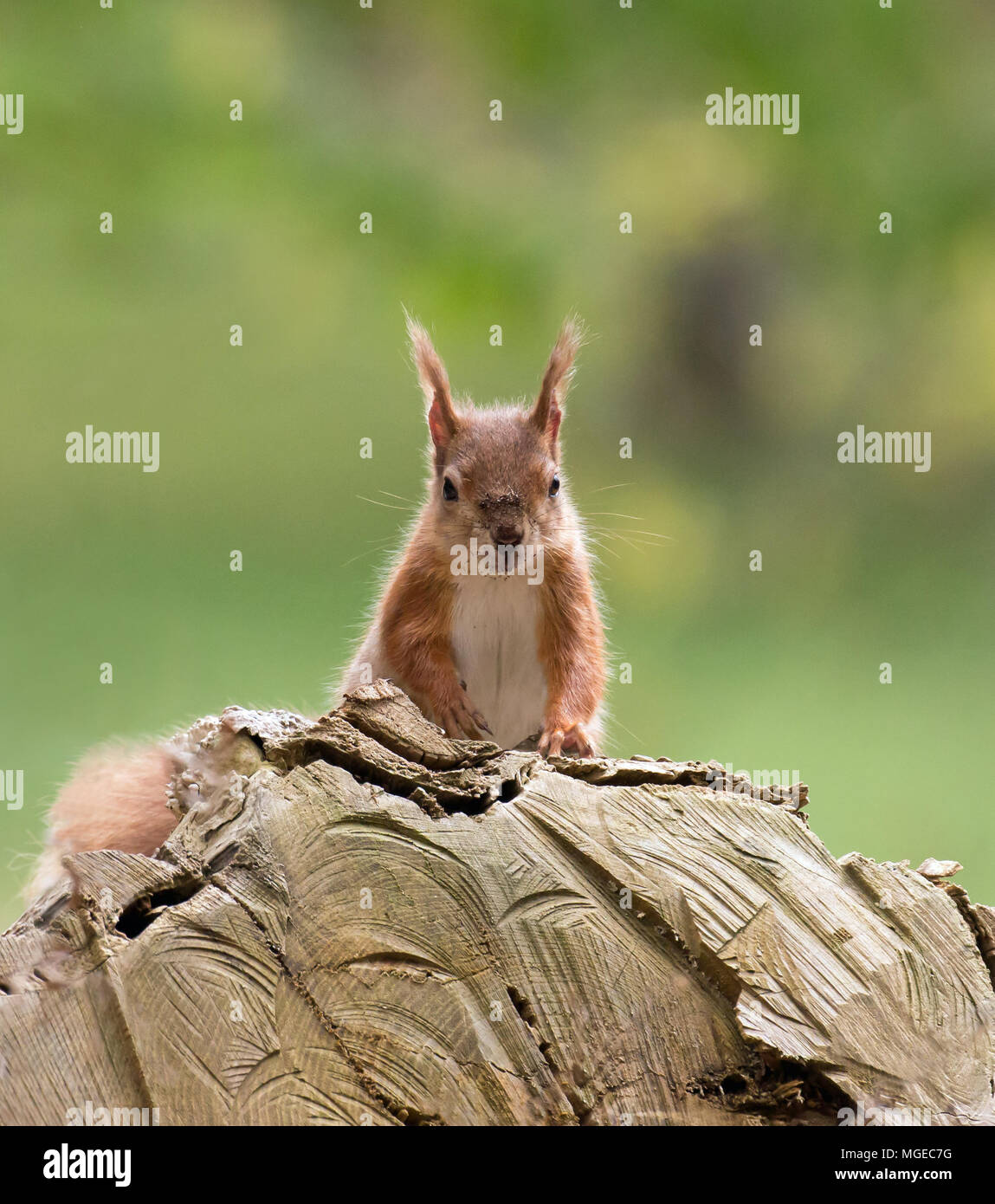 British nativo scoiattolo rosso sul log su Brownsea Island, Dorset. Foto Stock