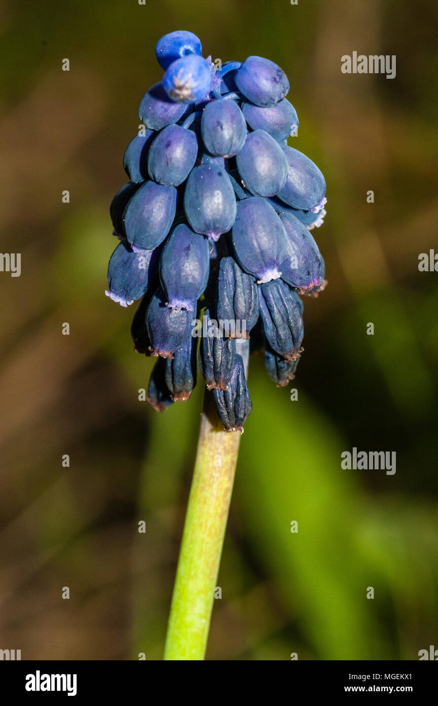 Vista ravvicinata di uva comune giacinto, Muscari neglectum Foto Stock