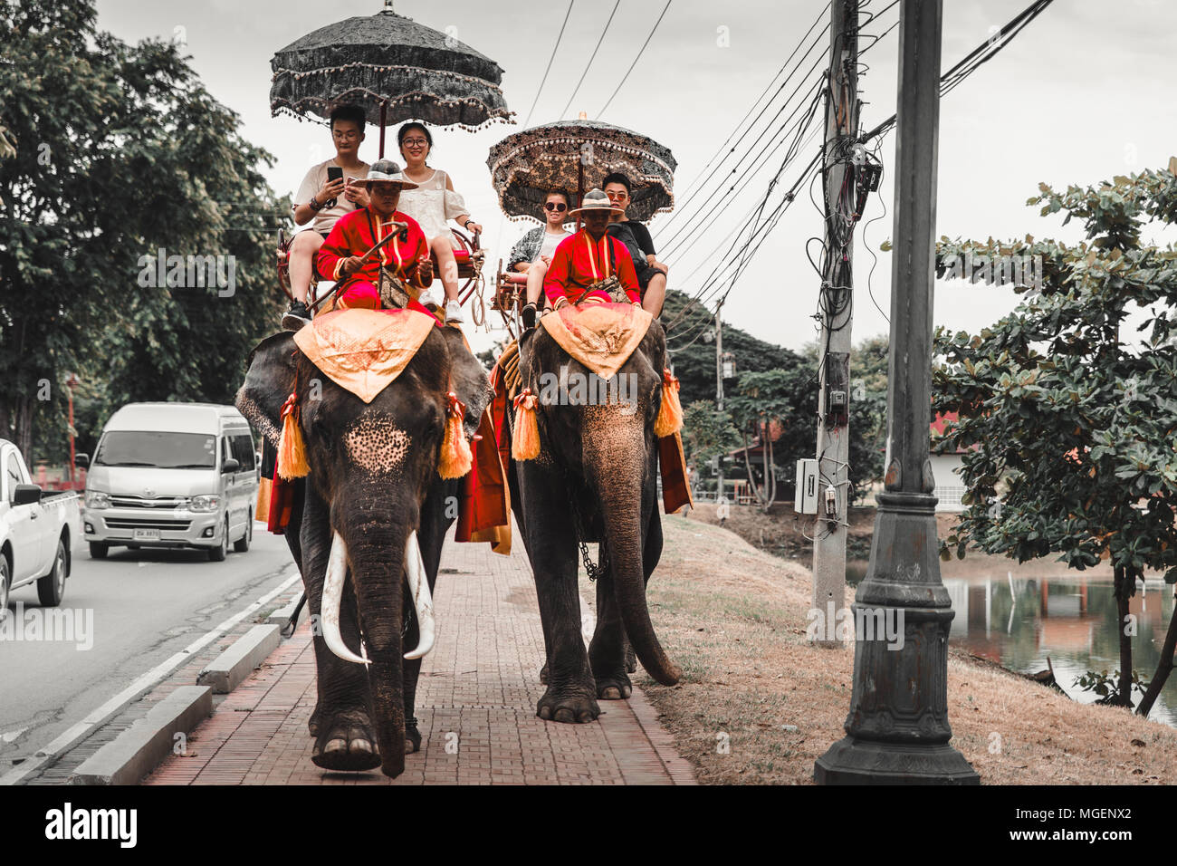 Due elefanti utilizzati come attrazione turistica utilizzati per il trasporto di persone che attraversano la strada nel centro di Ayutthaya bloccando il traffico nelle strade Foto Stock