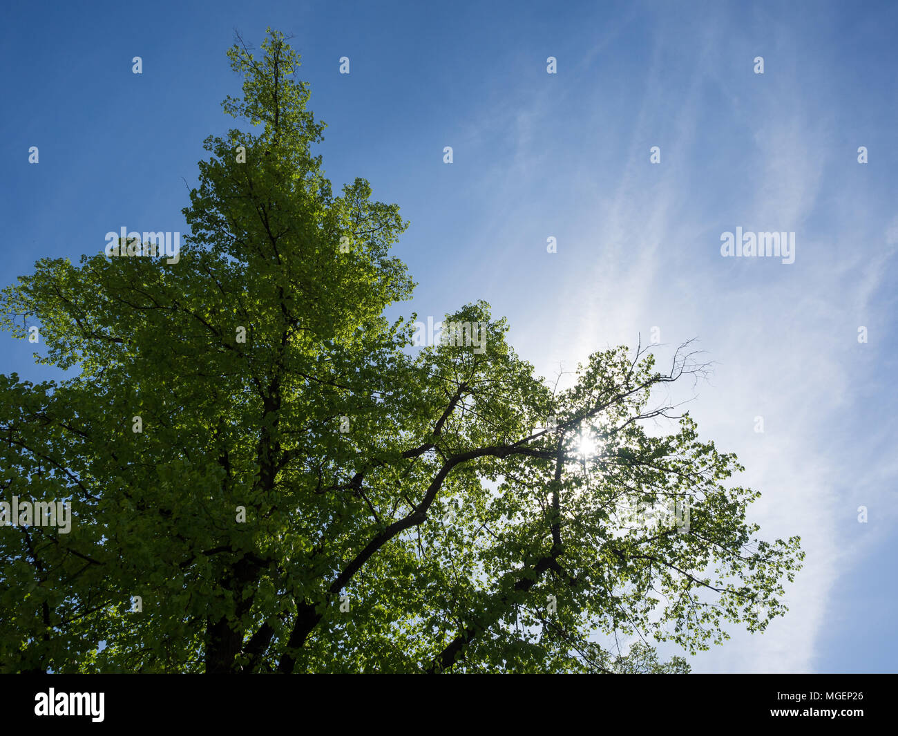 Basso angolo vista del lussureggiante verde albero contro luminoso cielo blu durante la primavera Tempo in Berlino Foto Stock