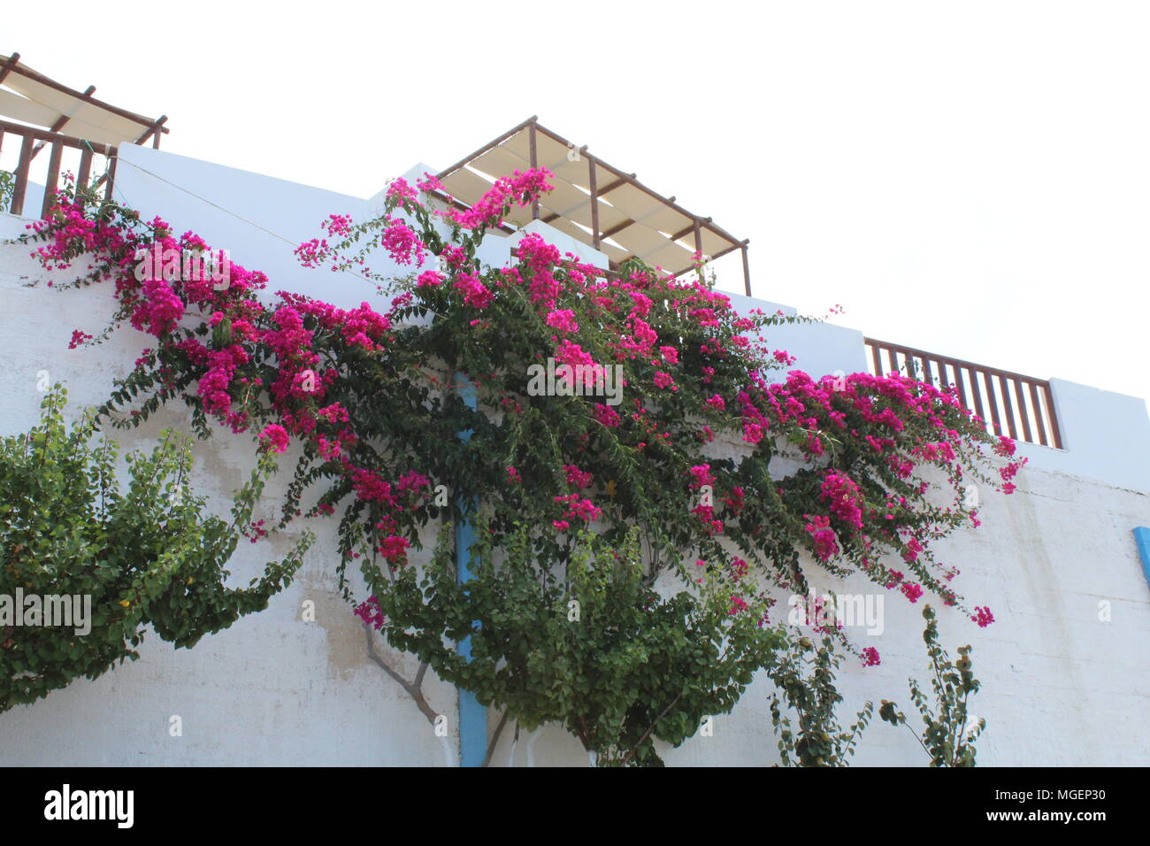Una casa bianca in Grecia con piante verdi e luminose fiori viola che scendono dal balcone Foto Stock