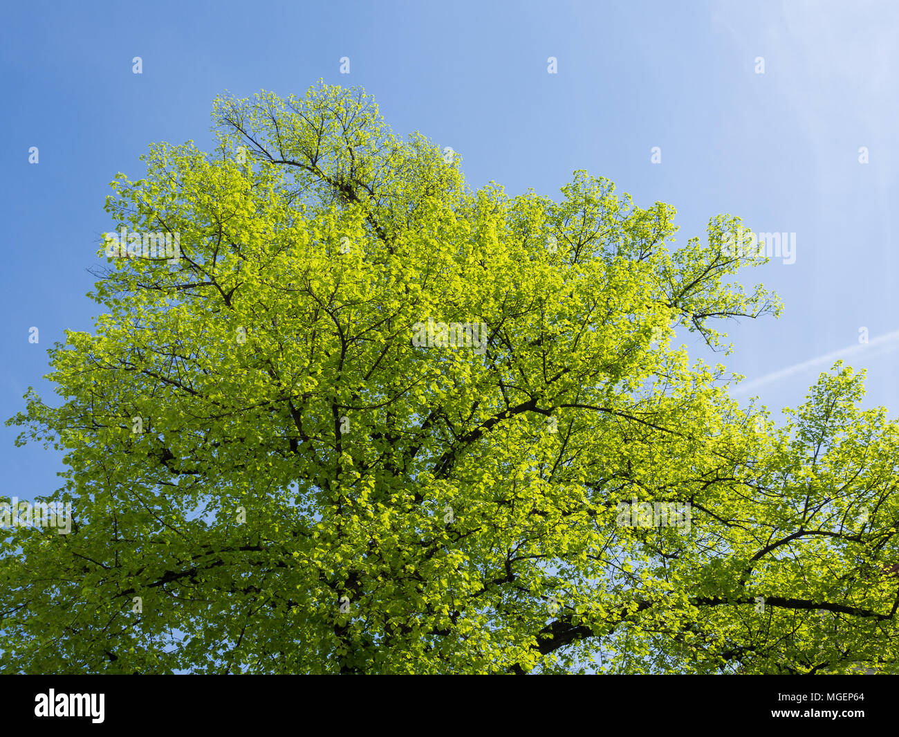 Basso angolo vista del lussureggiante verde albero contro luminoso cielo blu durante la primavera Tempo in Berlino Foto Stock