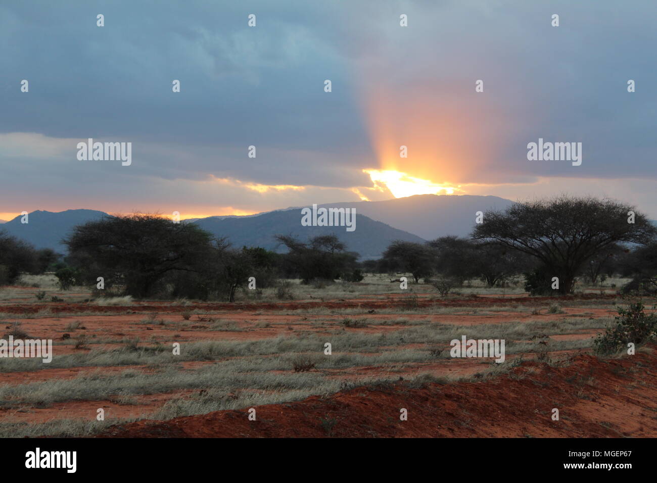 Tramonto a Tsavo il parco naturale in Kenya in Africa Foto Stock