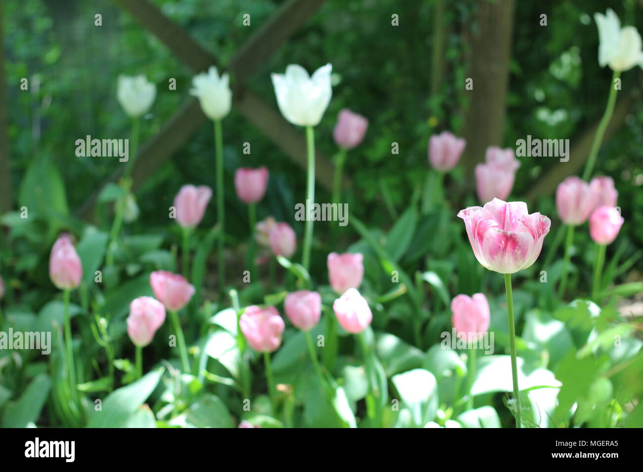 Una sola rosa tulip fiore centrale del telaio è focalizzato in un campo di tulipani Foto Stock