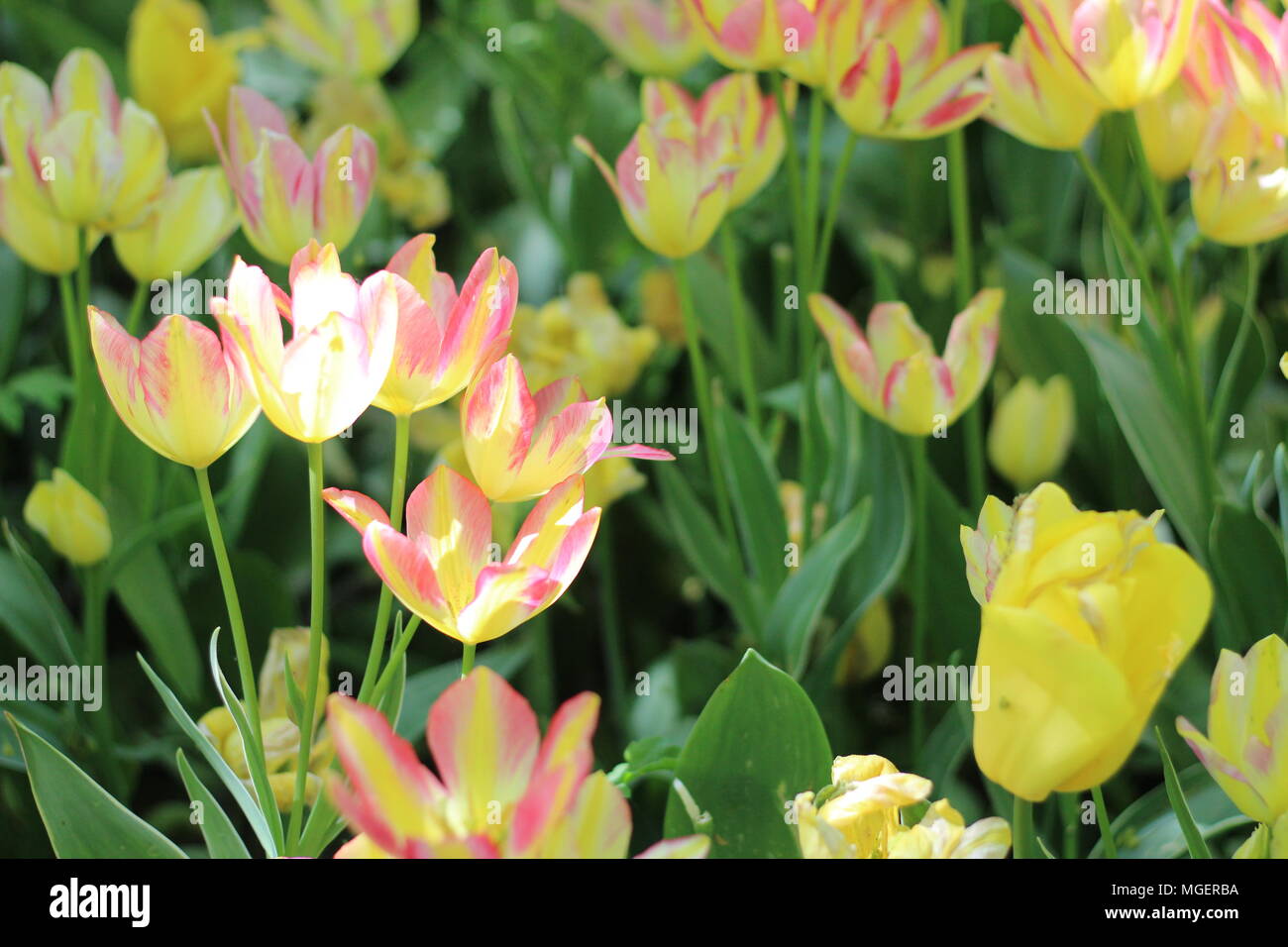 Un campo di giallo tulipani soleggiato con alcune sfumature di rosa Foto Stock