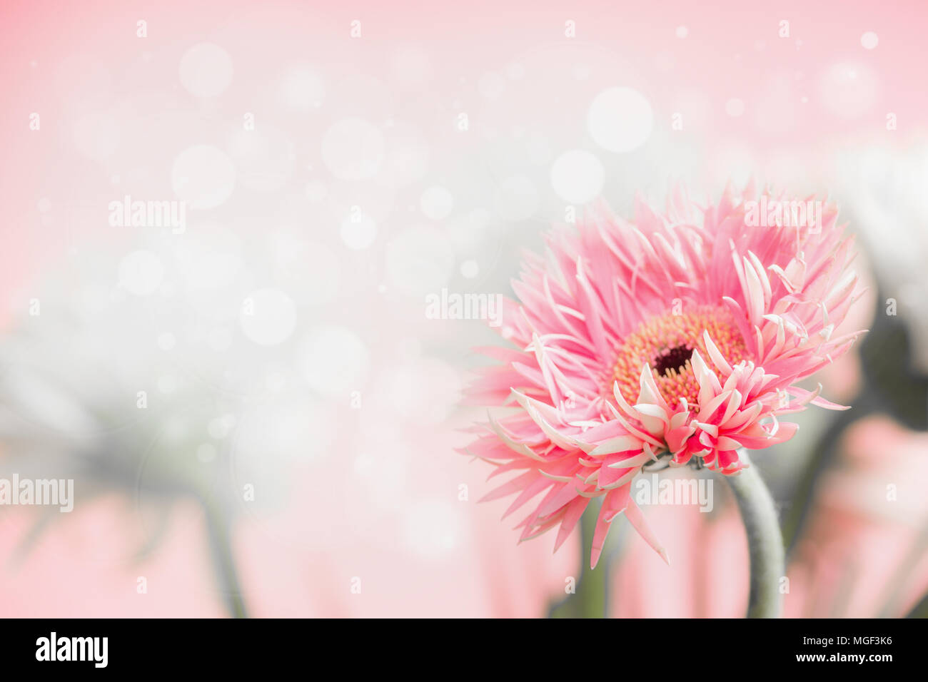 Color pastello o daisy gerbera fiore a sfondo rosa, vista frontale, vicino, Foto Stock