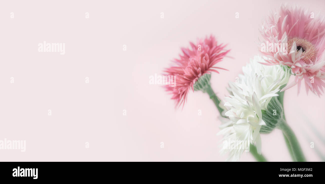 Colori pastello fiori a sfondo rosa, vista frontale, close up, banner Foto Stock