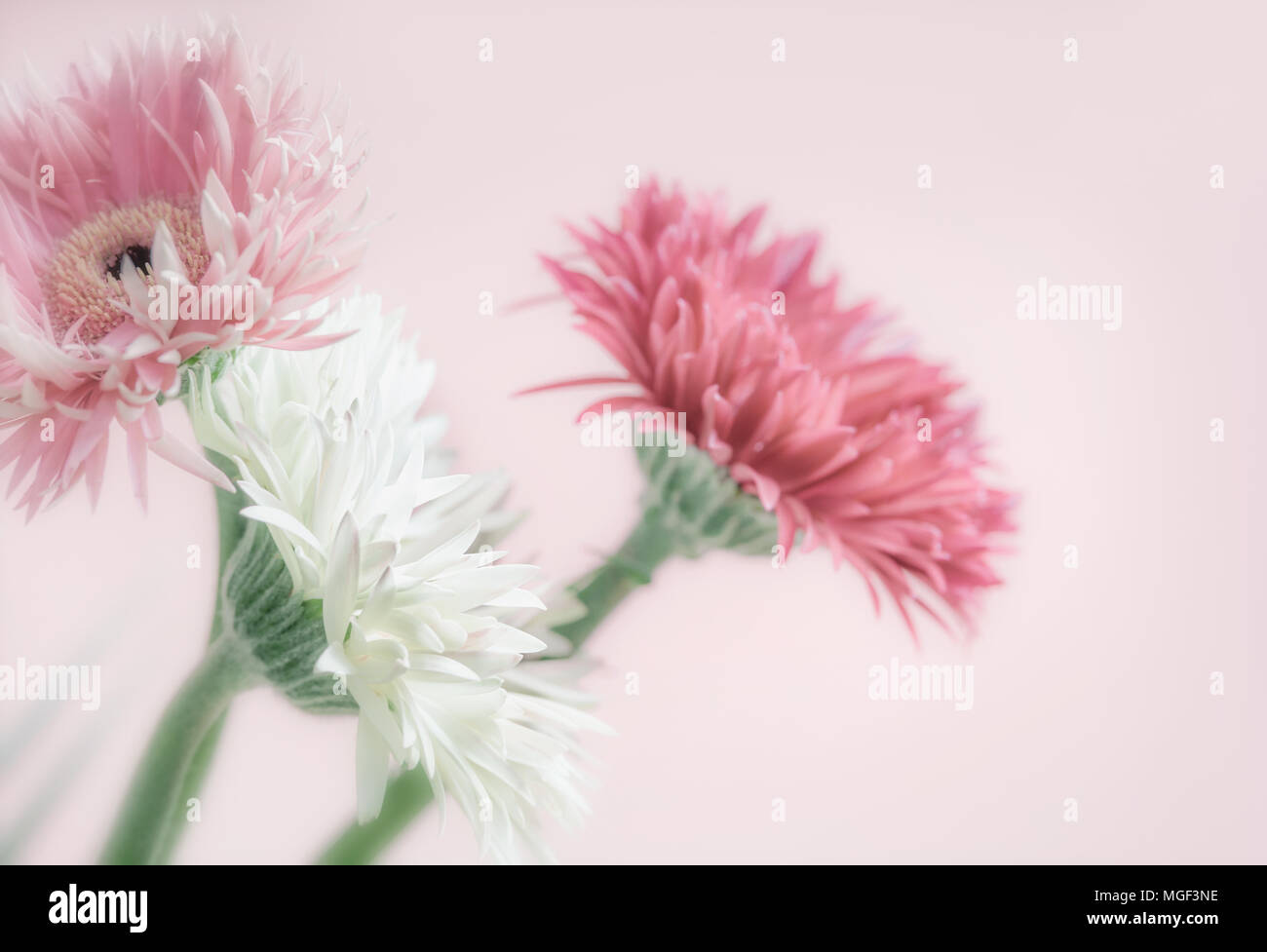 Colori pastello fiori a sfondo rosa, vista frontale, close up Foto Stock