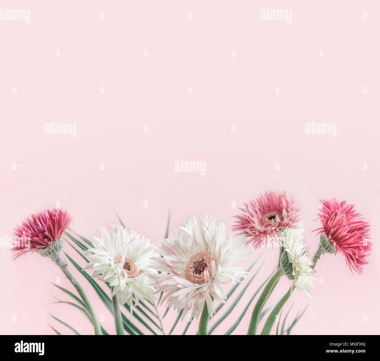 Bellissimi fiori mazzetto di gerbera in rosa pastello sfondo, vista frontale Foto Stock