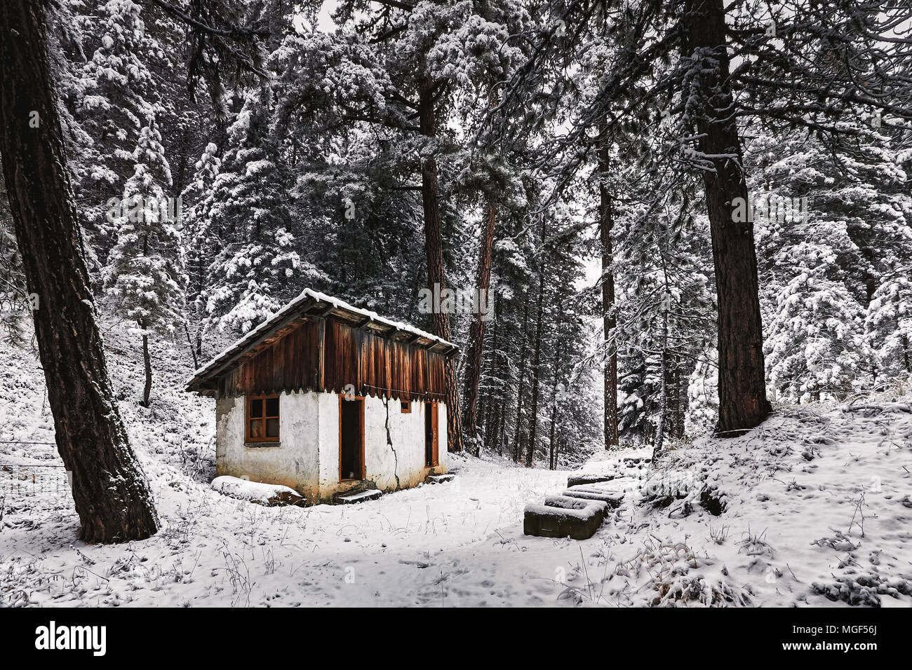 Cottage abbandonato nella foresta coperta di neve. Paesaggio invernale. Foto Stock
