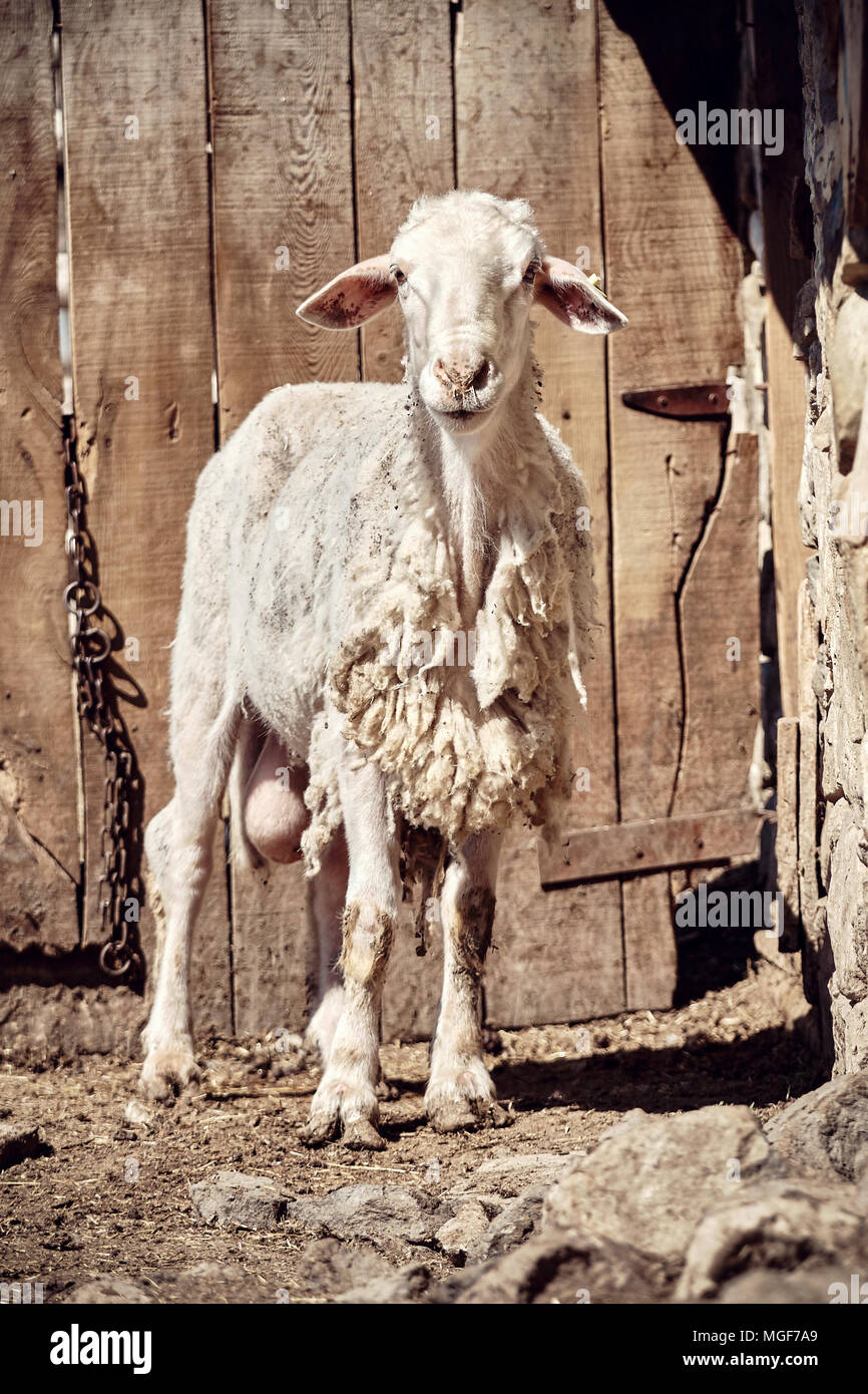 Agnello in piedi di fronte a un fienile in legno porta in una fattoria Foto Stock