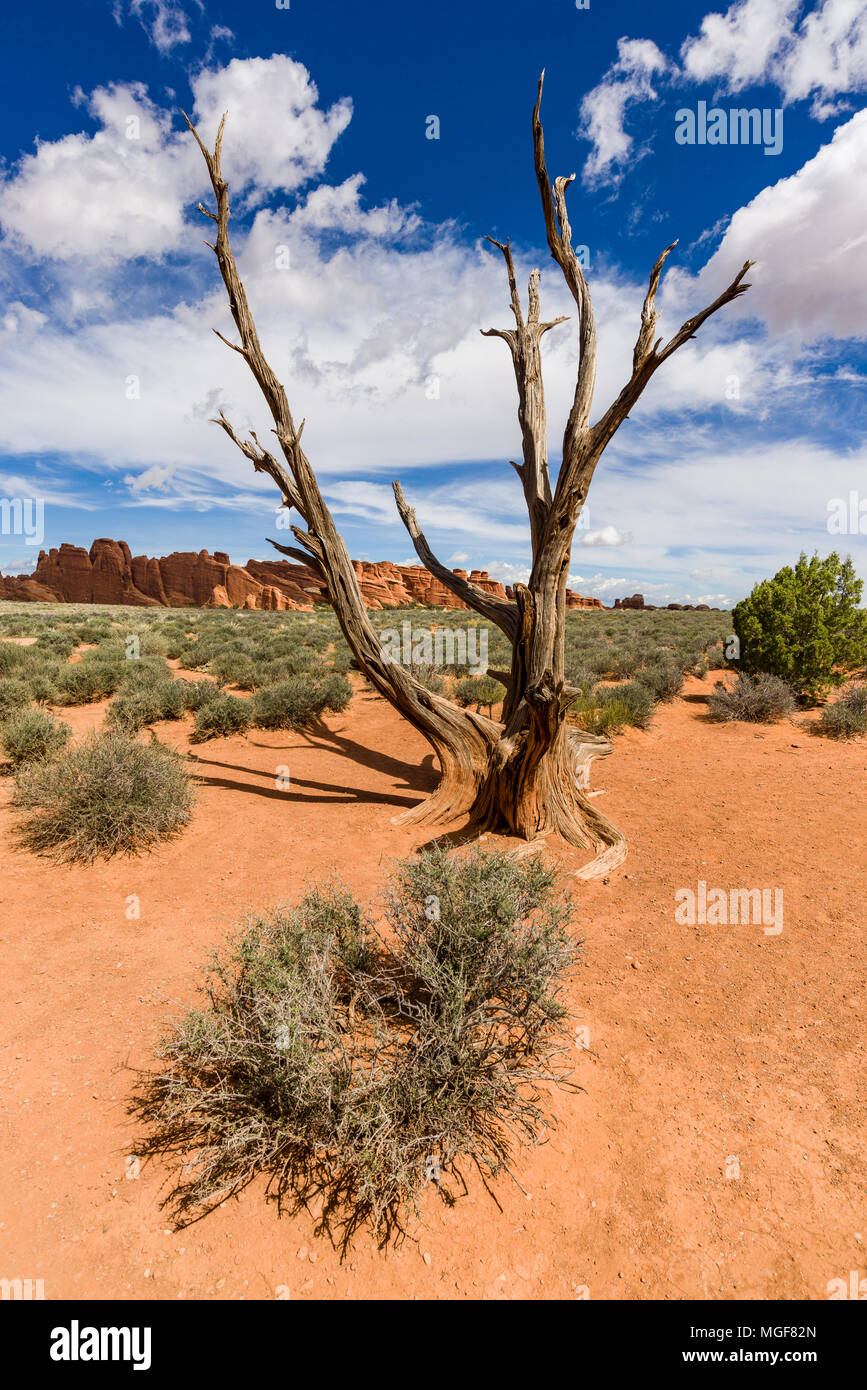 Un morto ginestra con rocce di arenaria in background, il Parco Nazionale di Arches, Utah, Stati Uniti d'America Foto Stock