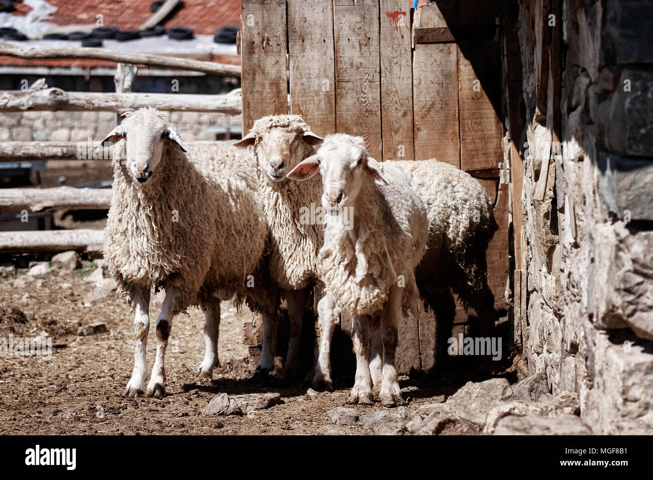 Tre pecore in piedi di fronte alla porta del granaio di una fattoria Foto Stock