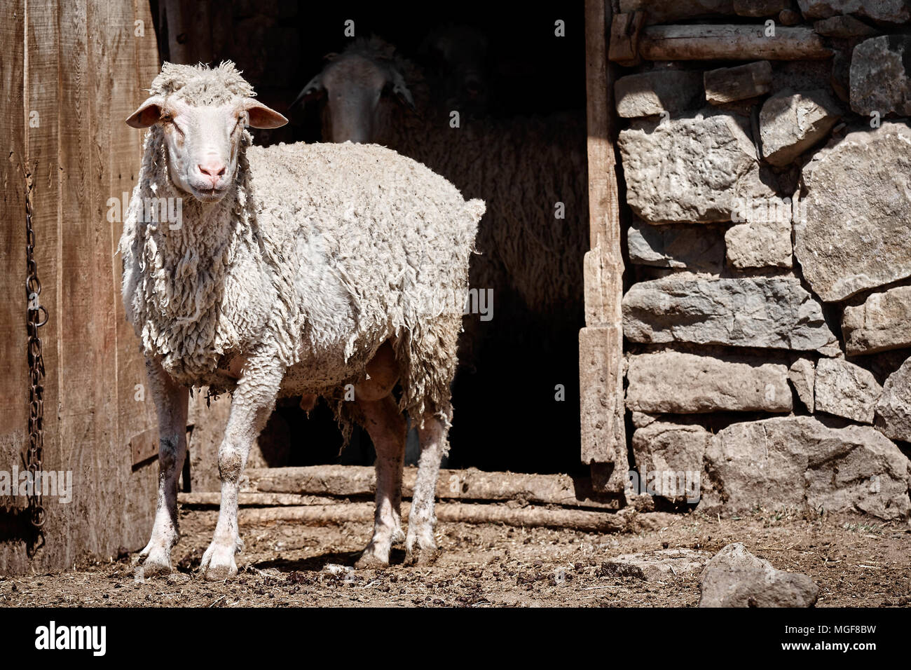 Una pecora in piedi di fronte alla porta del granaio Foto Stock