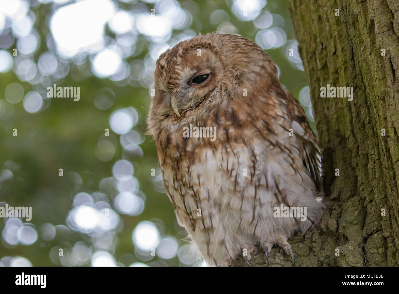 Allocco (Strix aluco) seduto in una struttura ad albero Foto Stock
