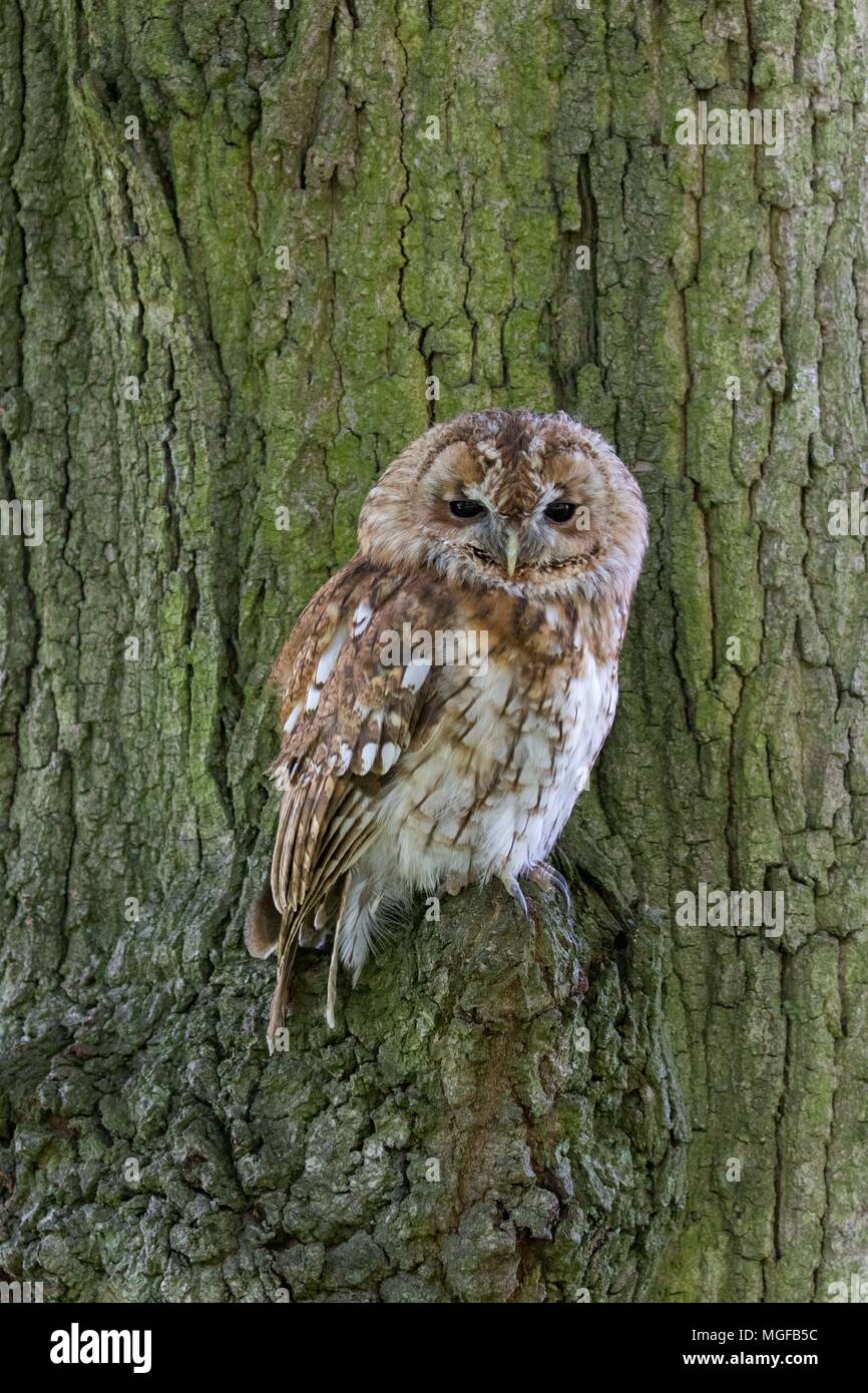 Allocco (Strix aluco) seduto in una struttura ad albero Foto Stock