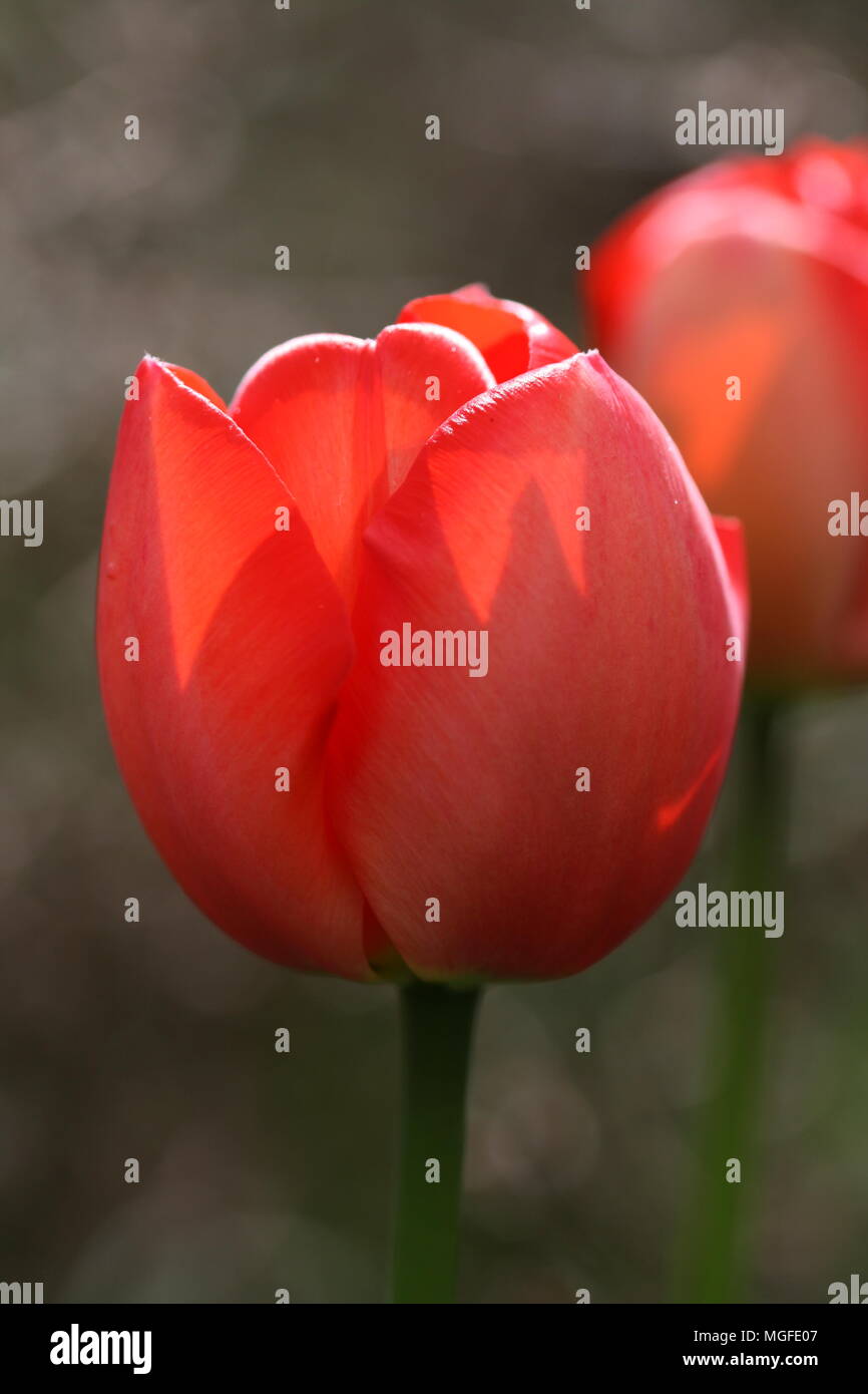 Primavera tulipano Foto Stock