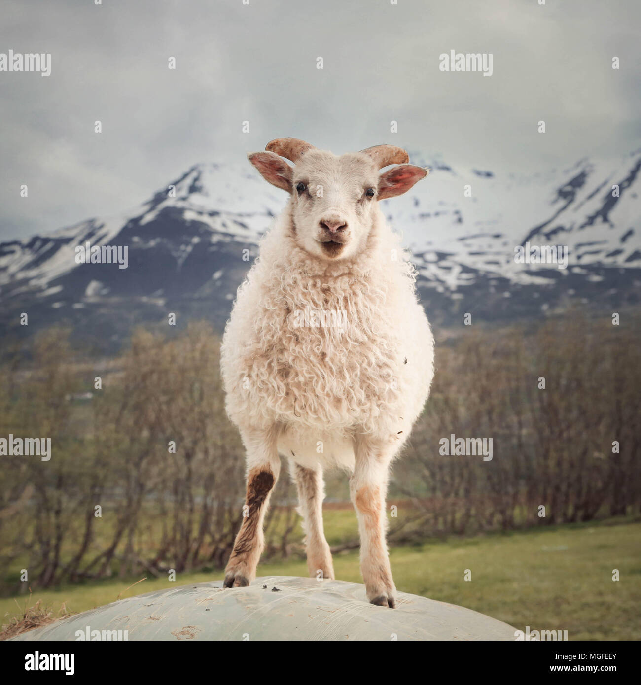 Carino di agnello provenienti dall Islanda Foto Stock