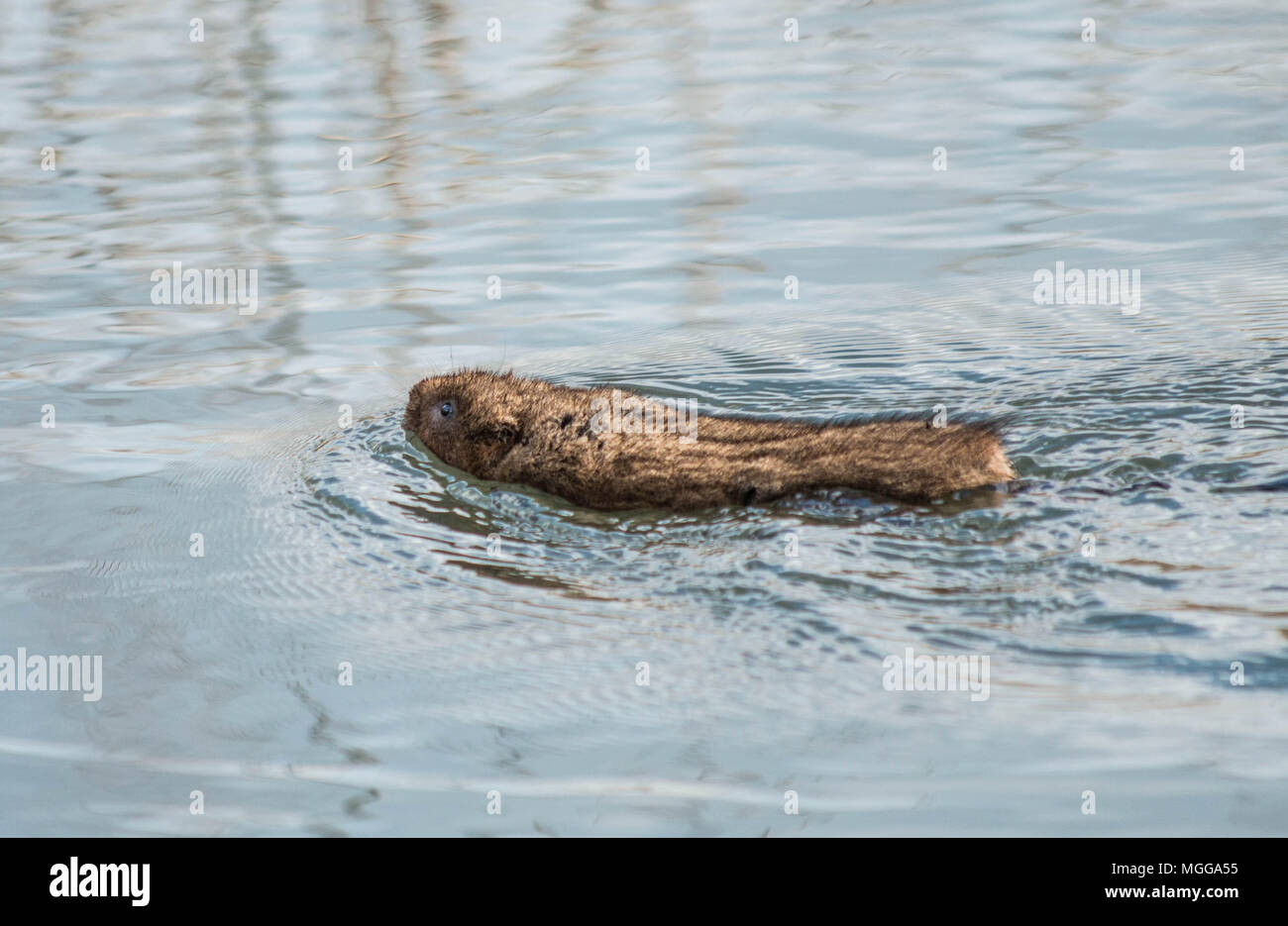 European Water vole - Winnall Mori Winchester Hampshire REGNO UNITO Foto Stock