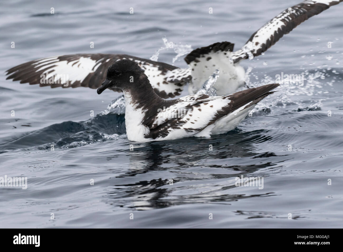 Cape petrel o pintado petrel Daption capense nuotare nell'Oceano del Sud, Antartide Foto Stock