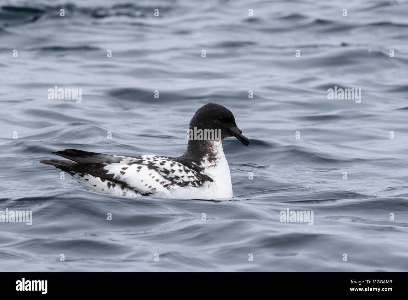 Cape petrel o pintado petrel Daption capense nuotare nell'Oceano del Sud, Antartide Foto Stock