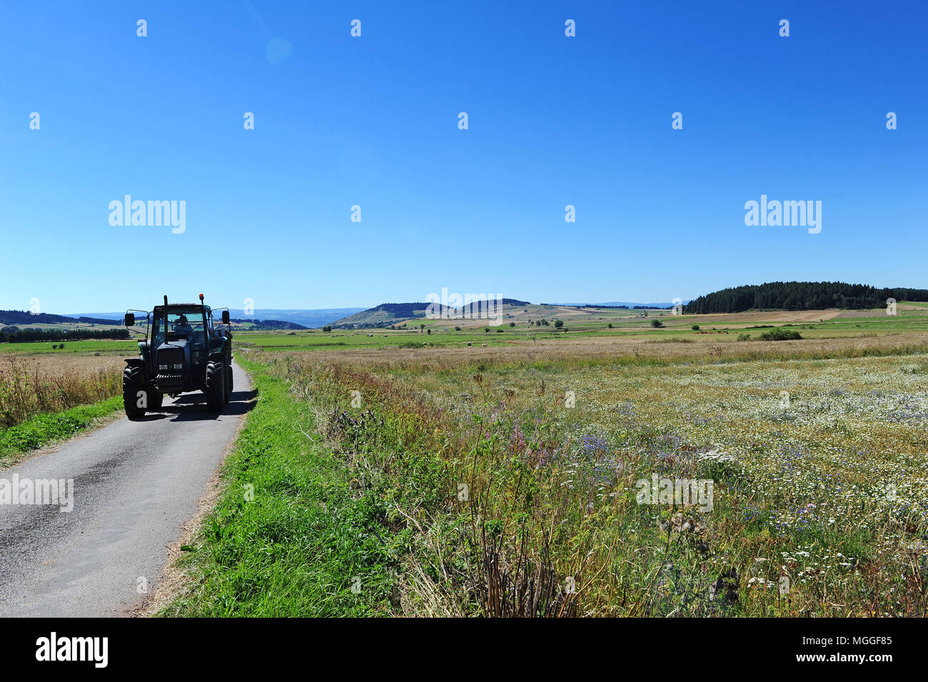 Francia, Haute Loire - una ben presto essere raccolti di campo di lenticchie nella regione francese di Le Puy. Foto Stock