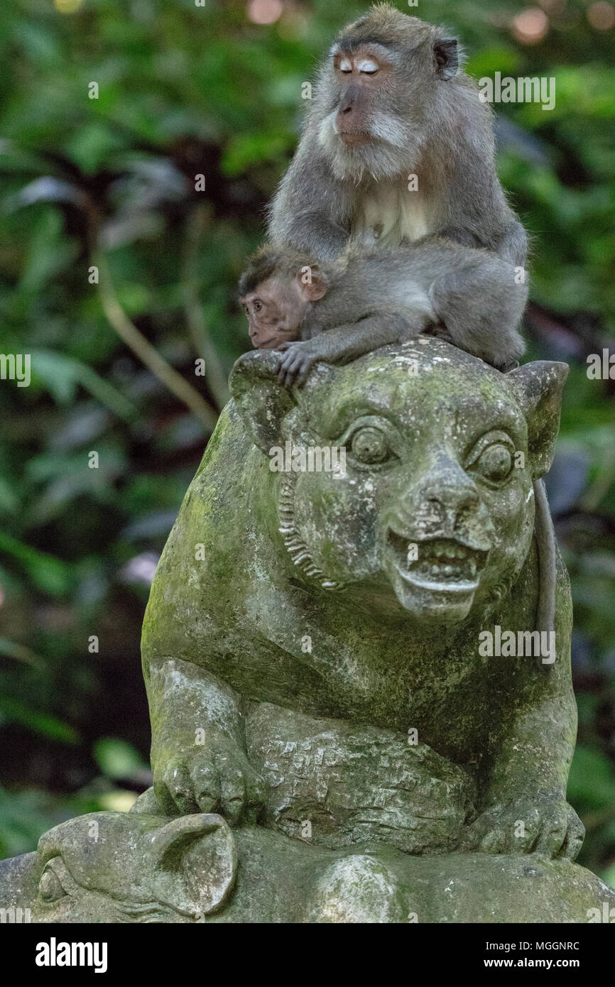 Il bambino e la Madre scimmia arroccato in cima statua, sacro Santuario della Foresta delle Scimmie, Ubud, Bali, Indonesia Foto Stock