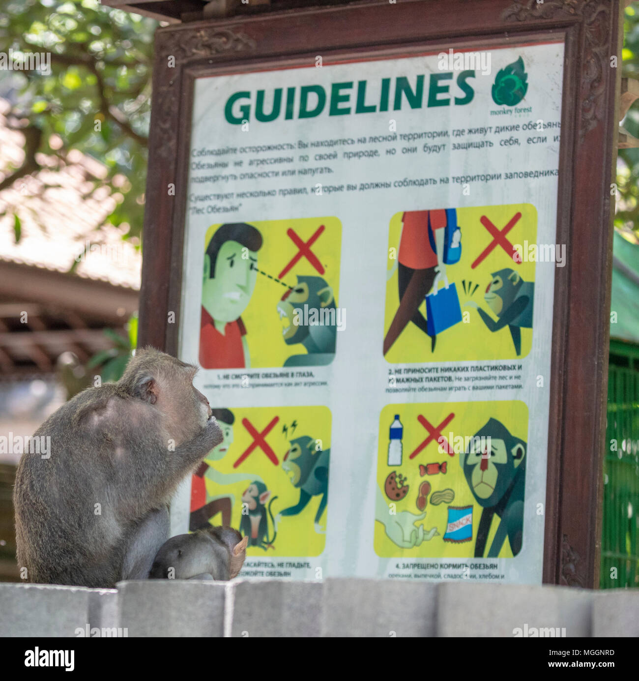 Monkey apparendo a leggere le linee guida per i turisti sulle interazioni con gli animali, Ubud, Bali, Indonesia Foto Stock
