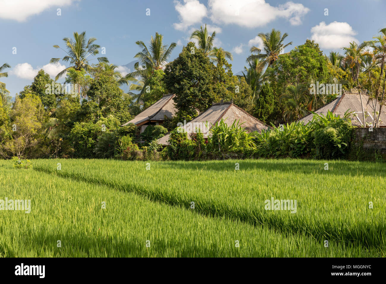 La risaia vicino a Mengwi nel centro di Bali, Indonesia Foto Stock