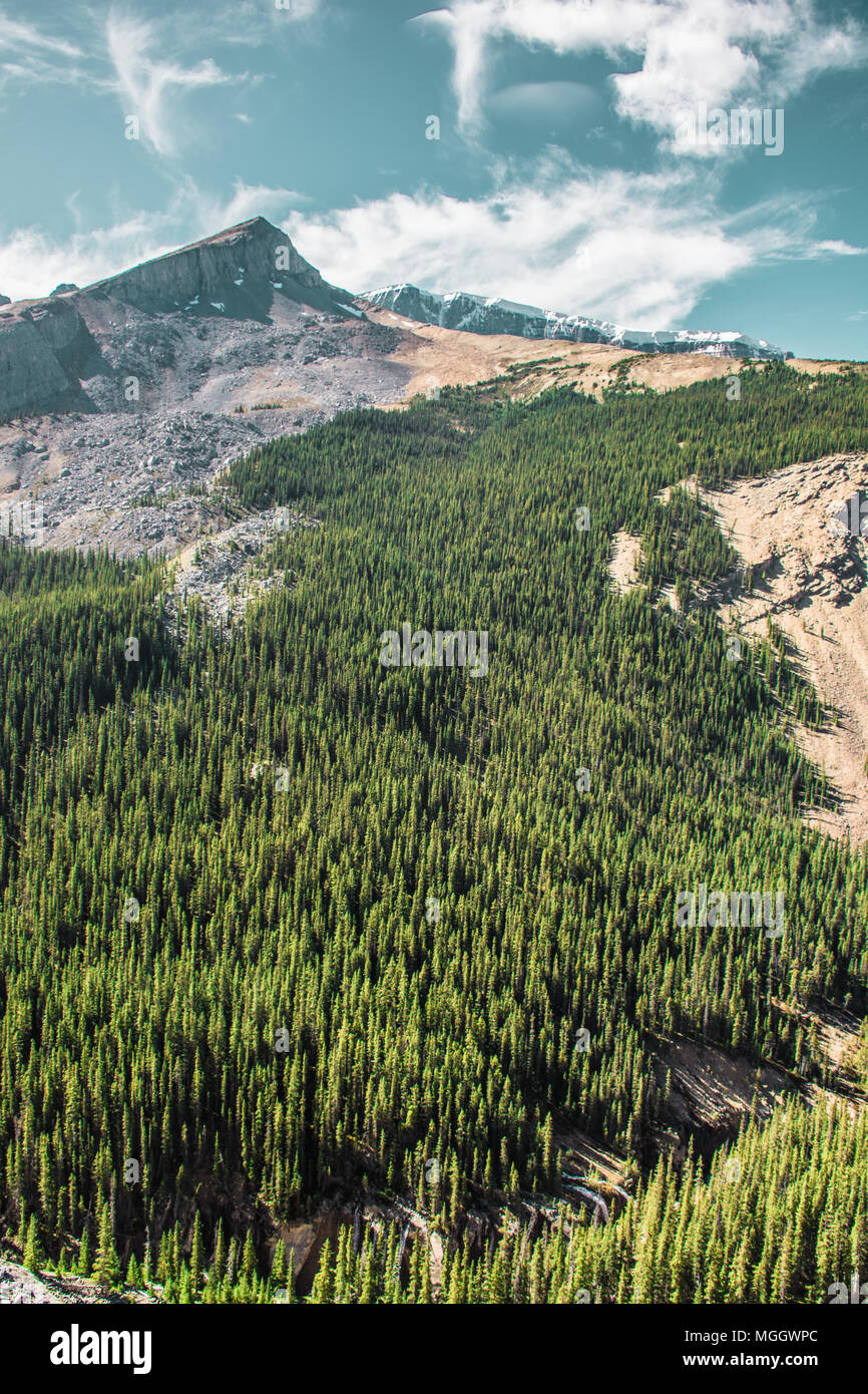 Fitto di alberi sempreverdi lungo la Canadian Rocky montagna Foto Stock