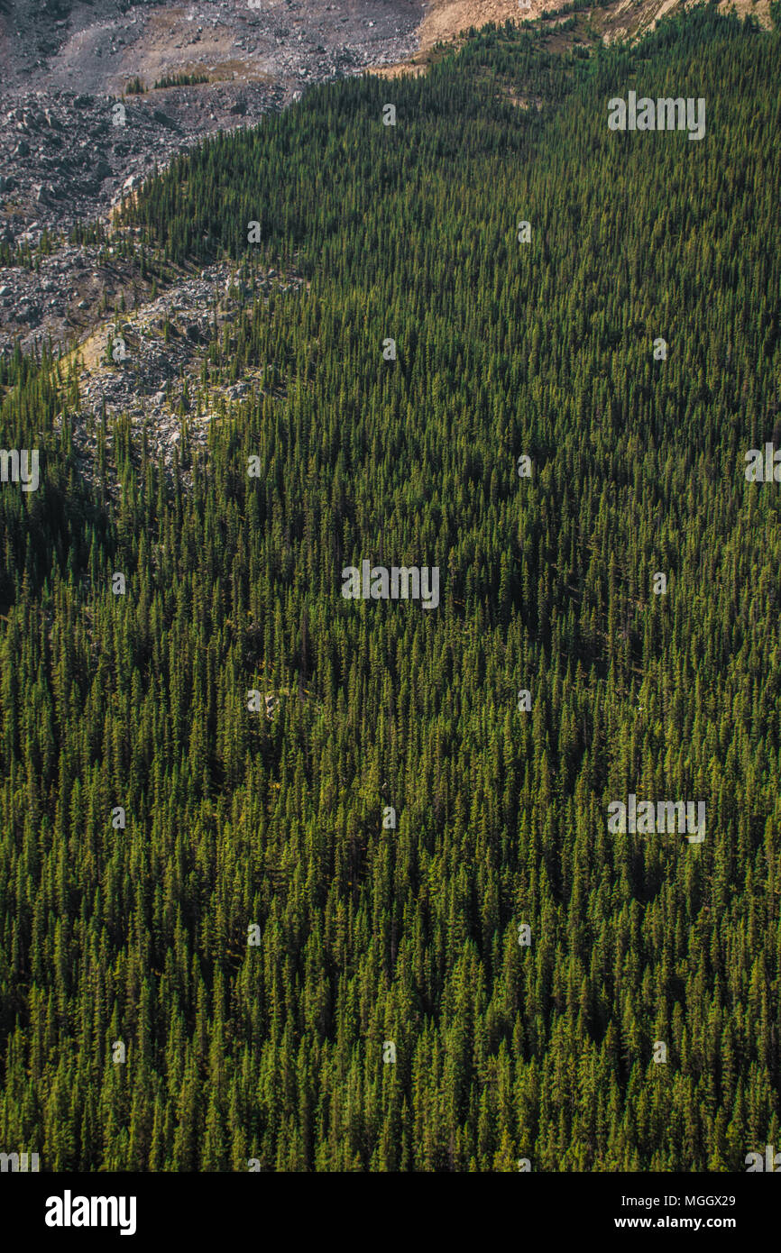 Fitto di alberi sempreverdi lungo la Canadian Rocky montagna Foto Stock