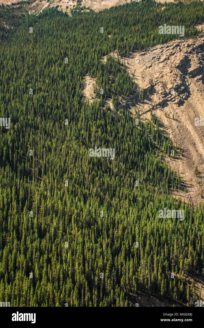 Fitto di alberi sempreverdi lungo la Canadian Rocky montagna Foto Stock